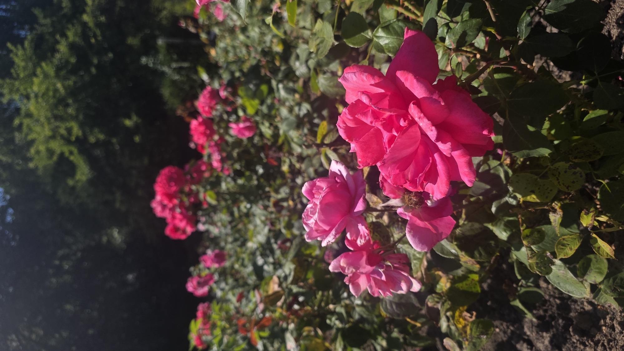 A close-up, low-angle, vertical, outdoor photograph captures a bed of vibrant pink roses in bloom. The foreground is dominated by two large, fully bloomed pink roses. The rose on the right is larger and more in focus, its petals a deep, rich pink, with some slight wilting visible. To its left, a slightly smaller pink rose is also in focus, with a cluster of even smaller, lighter pink roses just behind it. The background is a blur of more pink roses and green foliage, with the dark green canopy of trees forming the upper backdrop. Sunlight filters through the leaves, creating dappled light and shadow on the scene. The ground beneath the roses appears to be dark soil with some scattered fallen leaves. The image does not depict any people or specific landmarks that would identify its location within St Leonards, United Kingdom.