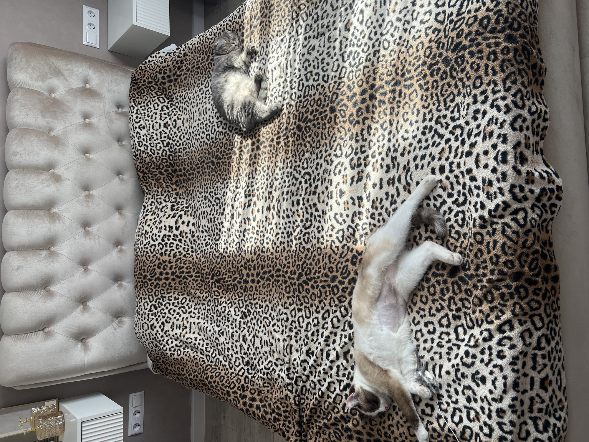 A high-angle, indoor shot depicts a bed with a leopard-print blanket. Two cats are sleeping on the bed: one gray and fluffy on the left side, and the other with white fur and brown markings lying on its back on the right side. The headboard of the bed is light beige and tufted. To the left of the bed, partially visible, are a white nightstand and a wall with electrical outlets. The floor is visible near the bottom edge of the frame. The location is assumed to be in Votkinsk, Russia.