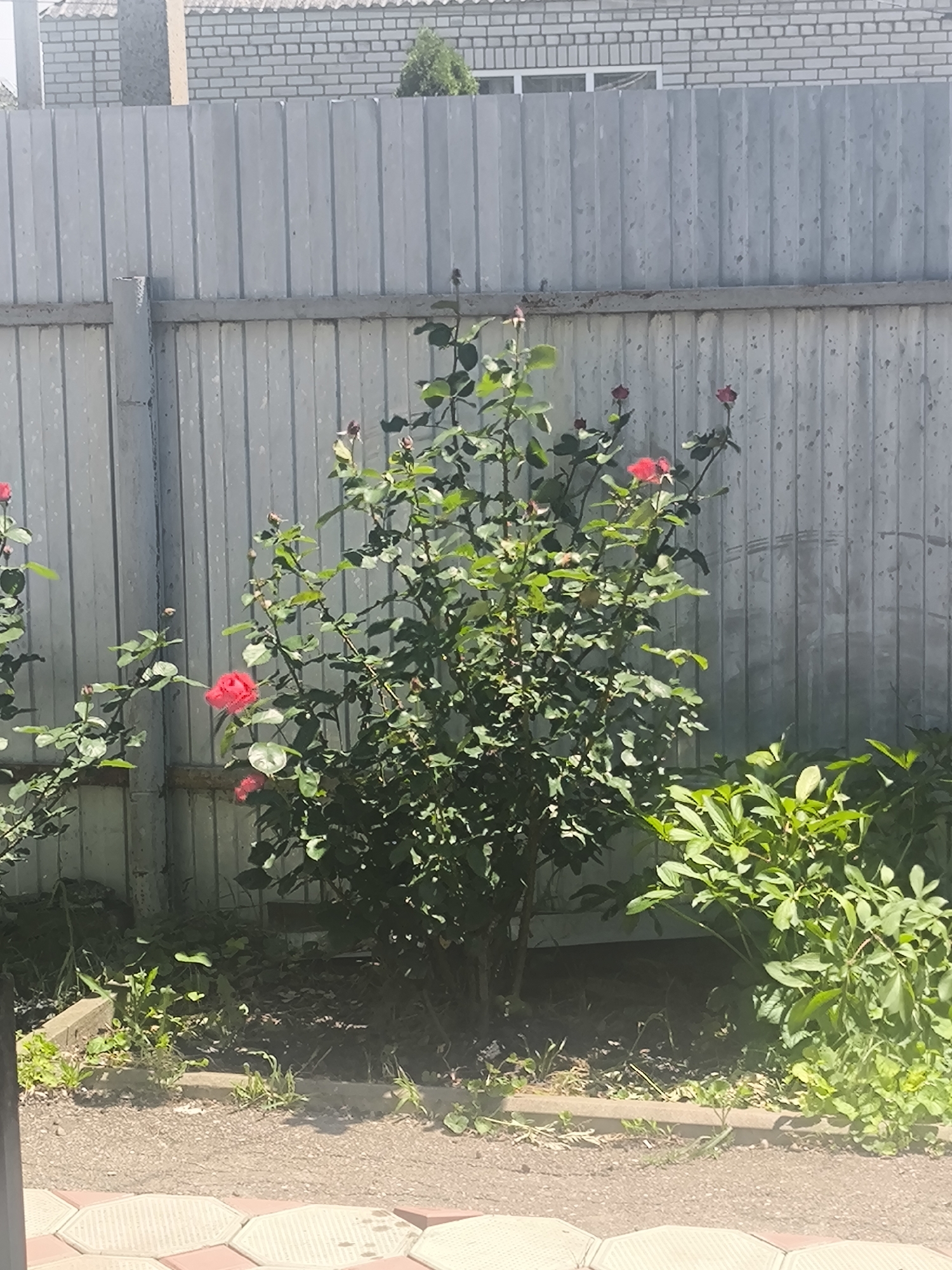 This image depicts an outdoor garden scene in the city of Unknown, Unknown. A large, well-leafed rose bush with several red-pink blossoms and buds occupies the central and right portions of the frame. The bush is situated in a dirt patch with sparse green weeds and is bordered by a concrete curb. Behind the rose bush, a corrugated metal fence, light gray in color with vertical panels, extends across the width of the image. A horizontal support beam runs across the fence's mid-section. Behind the fence, a white brick building with a gray, ridged roof is visible, featuring several windows in the upper left. A small, conical evergreen shrub is also visible behind the fence on the right side. The immediate foreground features a paved area with hexagonal tiles, appearing to be terracotta and light gray, partially visible at the bottom of the frame. The scene is brightly illuminated by direct sunlight, casting some visible shadows. No people or animals are present.