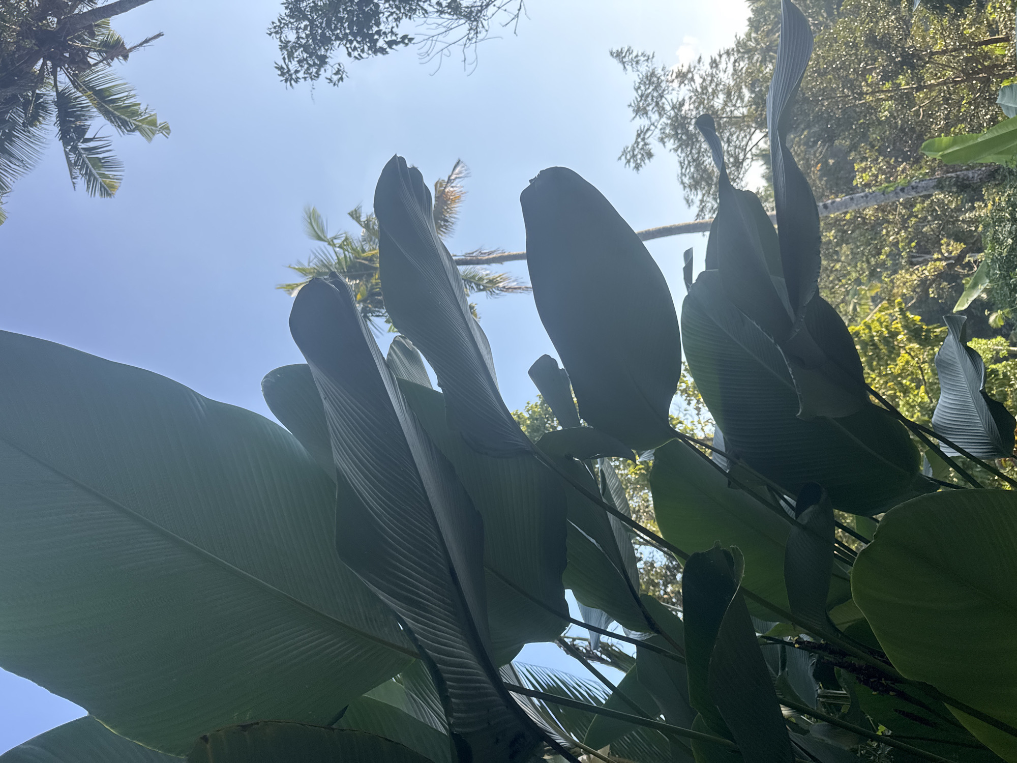 The image is a low-angle shot looking up into a lush canopy of tropical foliage against a bright blue sky. Dominating the foreground are large, dark green leaves, some with prominent ribbed textures, characteristic of plants like heliconia or banana leaves. These leaves are illuminated by sunlight filtering through them, creating a dramatic contrast between light and shadow.
In the background, the sky is clear and bright, suggesting a sunny day. Glimpses of palm fronds and other trees are visible through the gaps in the dense foliage, hinting at a tropical forest or garden setting. The overall impression is one of vibrant, verdant growth.
The time of day appears to be daytime, likely late morning or early afternoon, given the bright sunlight and clear sky. The location is specified as Tembuku, Indonesia, which aligns with the tropical vegetation depicted. No people, objects, text, or specific activities are visible. The image evokes a feeling of being immersed in nature, with a sense of scale emphasized by the upward perspective.