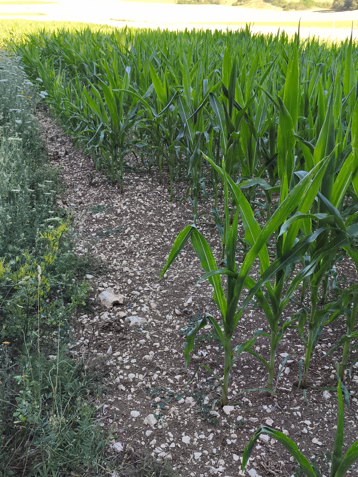 A low-angle, medium shot captures a row of young corn plants growing along a path. The corn stalks, with their vibrant green leaves, stand in orderly rows on the right side of the image. To the left, a strip of wild vegetation, including small yellow flowers and thin, wispy green plants, borders the path. The ground is covered with small, light-colored pebbles and dark soil. In the background, a field of yellow, likely ripening crops, stretches towards a hazy, sunlit horizon. The image appears to have been taken outdoors in a rural setting, possibly in Pfronstetten, Germany, given the presence of agricultural fields. No people are visible in the scene.