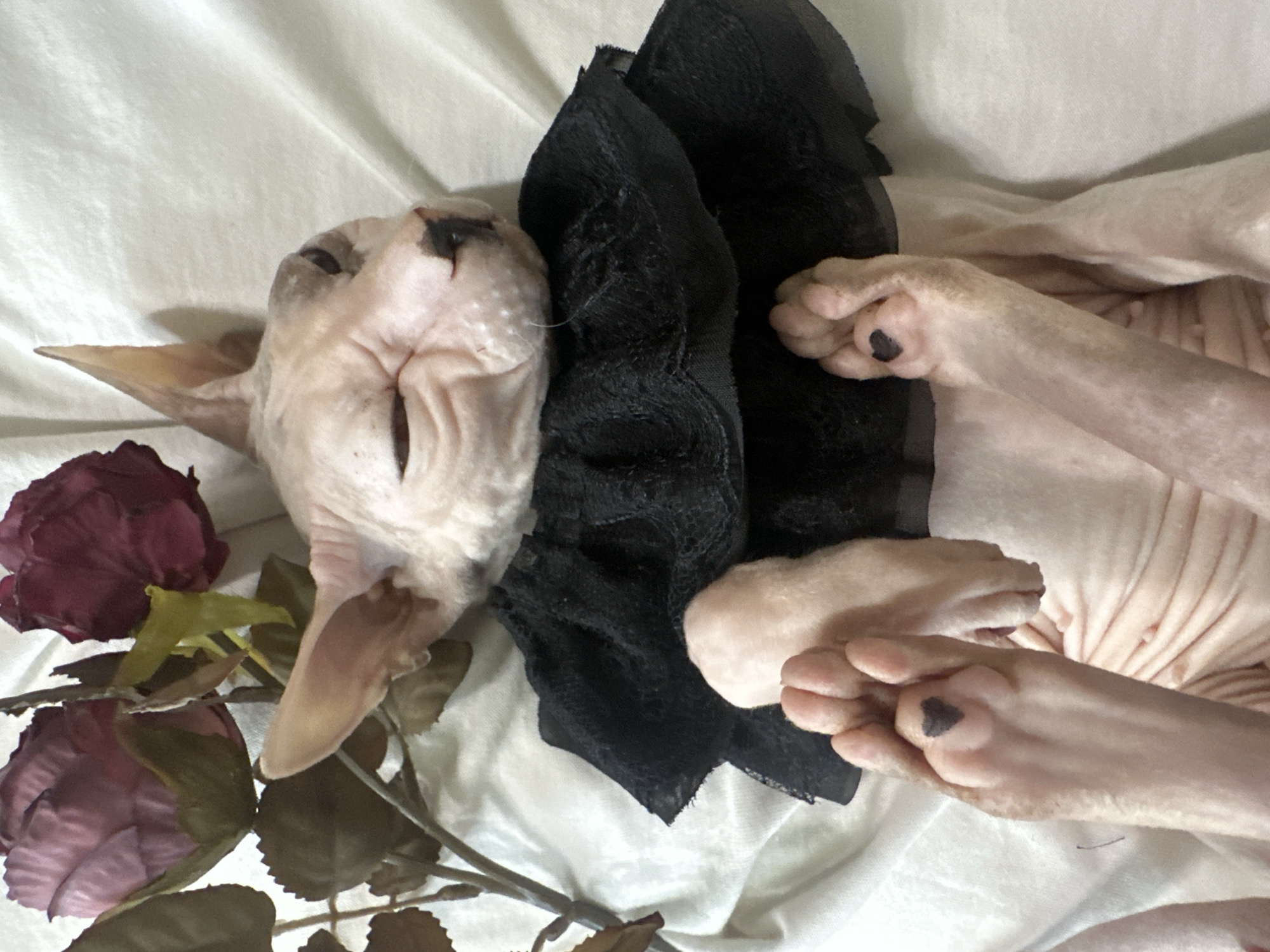 The image displays a Sphinx cat lying on its back on a white, textured surface that appears to be fabric. The cat is light pink in coloration and is wearing a black ruffled collar. Its eyes are closed, and its head is tilted slightly to the left. The cat's paws are visible, and two of them have small, dark heart shapes drawn on them. To the left of the cat, there are two artificial roses, one a muted pink and the other a darker reddish-purple, attached to a stem with green leaves. The overall scene is a close-up, studio-like portrait of the cat with decorative elements. No specific location in Togliatti, Russia is identifiable from the image.