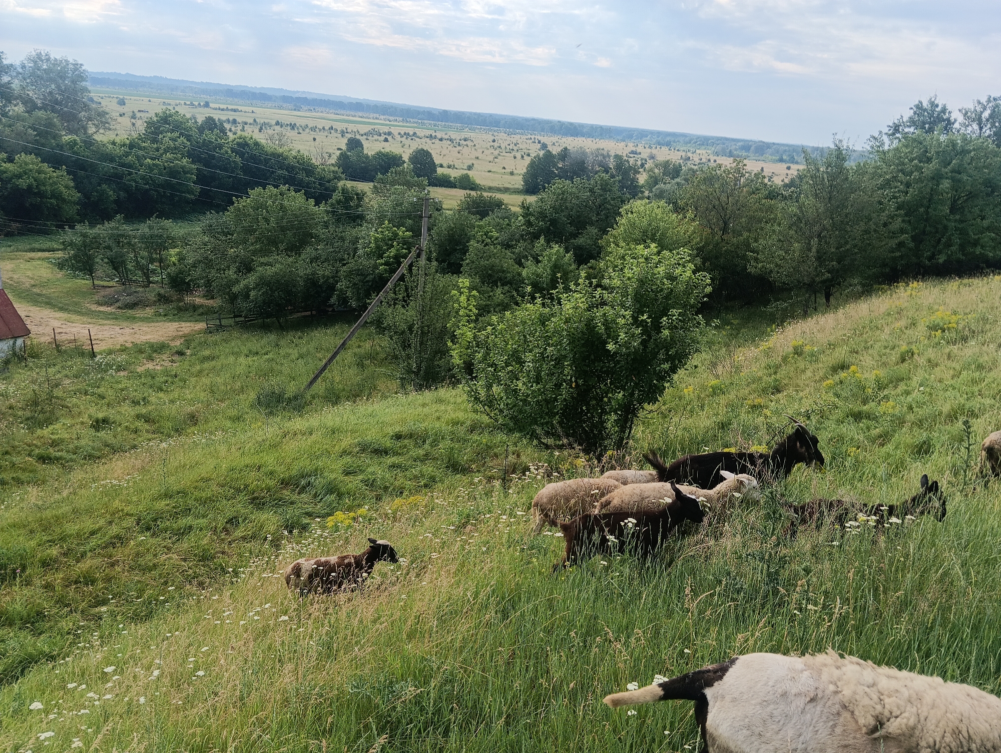 An outdoor, eye-level, medium shot captures a herd of sheep grazing on a grassy hillside under a cloudy sky in a rural landscape. The foreground features a fluffy white sheep from behind, its tail visible. The middle ground is populated by several sheep of varying colors, including brown and black, some with visible horns, grazing amidst tall green grass dotted with small white wildflowers. A small brown lamb stands to the left. The background reveals a vast, rolling landscape with more trees and fields, receding into the distance. A wooden pole and some power lines traverse the scene from the left side. A distant red-roofed building is partially visible on the far left.