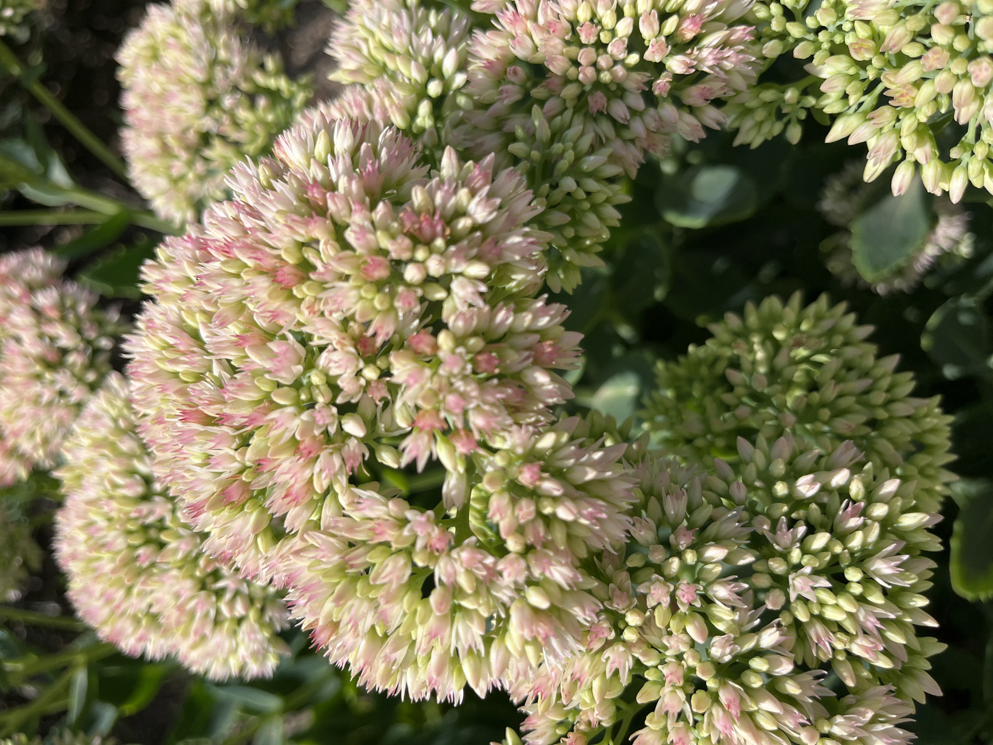 The image is a close-up, eye-level shot of clusters of blooming Sedum flowers. The flowers are a pale green with delicate pink tips, arranged in dense, umbrella-shaped inflorescences. The background is a blur of dark green foliage, suggesting an outdoor setting. There are no people, animals, or man-made objects visible. The scene is devoid of any specific landmarks or identifying features that would place it within the city of Astana, Kazakhstan, or any other specific location.