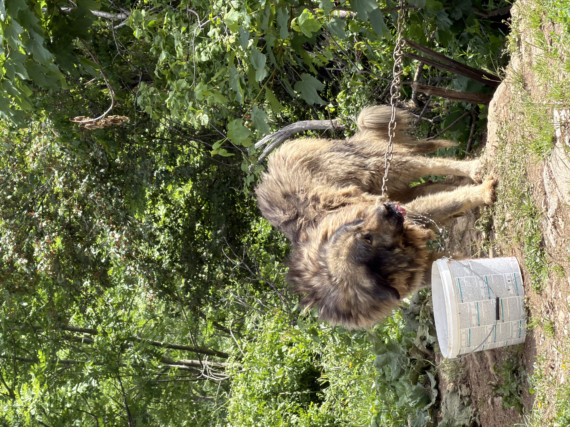 This media file captures a large, shaggy dog outdoors in Miloševići, Montenegro, under bright daylight conditions. The dog, which has thick, light brown and dark brown fur, is the central subject. It appears to be a breed known for its size and dense coat, such as a Caucasian Shepherd.
The dog is secured by a heavy metal chain, visible around its neck and extending upwards. Its head is lowered towards a white plastic bucket, which is lying on its side. The dog's mouth appears slightly wet, suggesting it might be drinking from the bucket, which likely serves as a water source.
The setting is a natural, rustic environment characterized by dense green foliage, including various trees and bushes, filling the background and left portion of the image. The ground beneath the dog and bucket is a mix of dirt, sparse green grass, and some rocky patches. Bright sunlight illuminates the scene, indicating a clear, sunny day.
The white plastic bucket has visible text printed on its exterior in black lettering, possibly product instructions or branding from its original use. A specific detail in the background foliage is a thin, curved dead branch with small, clustered brown objects hanging from it, which could be seeds or dried berries. The overall impression is of a robust dog situated in a rugged, natural landscape.