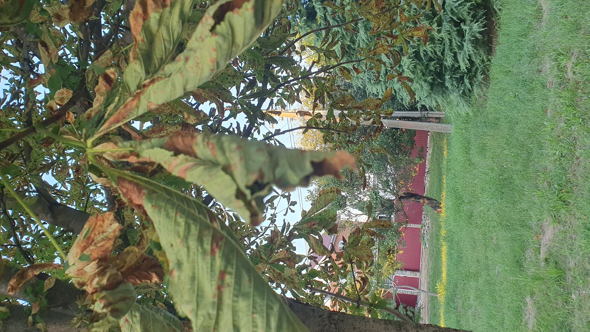 The image shows a close-up view of a horse chestnut tree's leaves, many of which exhibit brown discoloration and spots, indicating potential disease or damage. The leaves are large and palmately compound, with several leaflets radiating from a central point. The background reveals a grassy area with a red fence and buildings, suggesting a residential or park setting. A tall evergreen tree is visible on the right side of the frame. The scene appears to be outdoors in a temperate climate, likely during late summer or early autumn, given the condition of the leaves. The location is identified as Ust-Labinsk, Russia.
