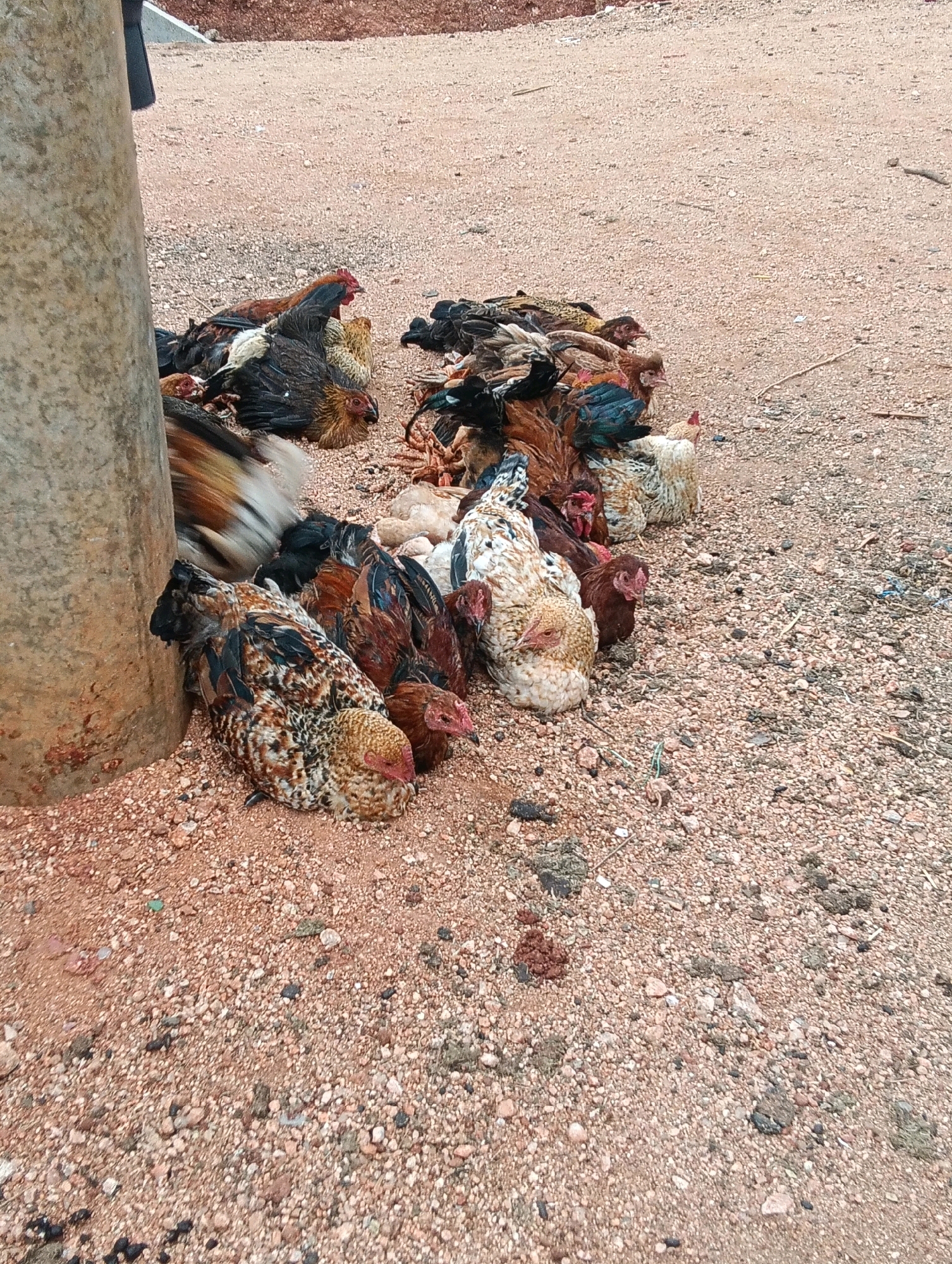 A flock of chickens are clustered together on a dirt and gravel surface next to a concrete pillar. The chickens are various colors, including brown, black, white, and mottled patterns. Some are lying down, while others appear to be standing or shifting position within the group. The ground is covered in small stones and dirt. In the background, there is a reddish-brown area that appears to be a mound of earth or soil, possibly a construction site or natural embankment. The scene suggests an outdoor setting, likely in a rural or semi-rural area.