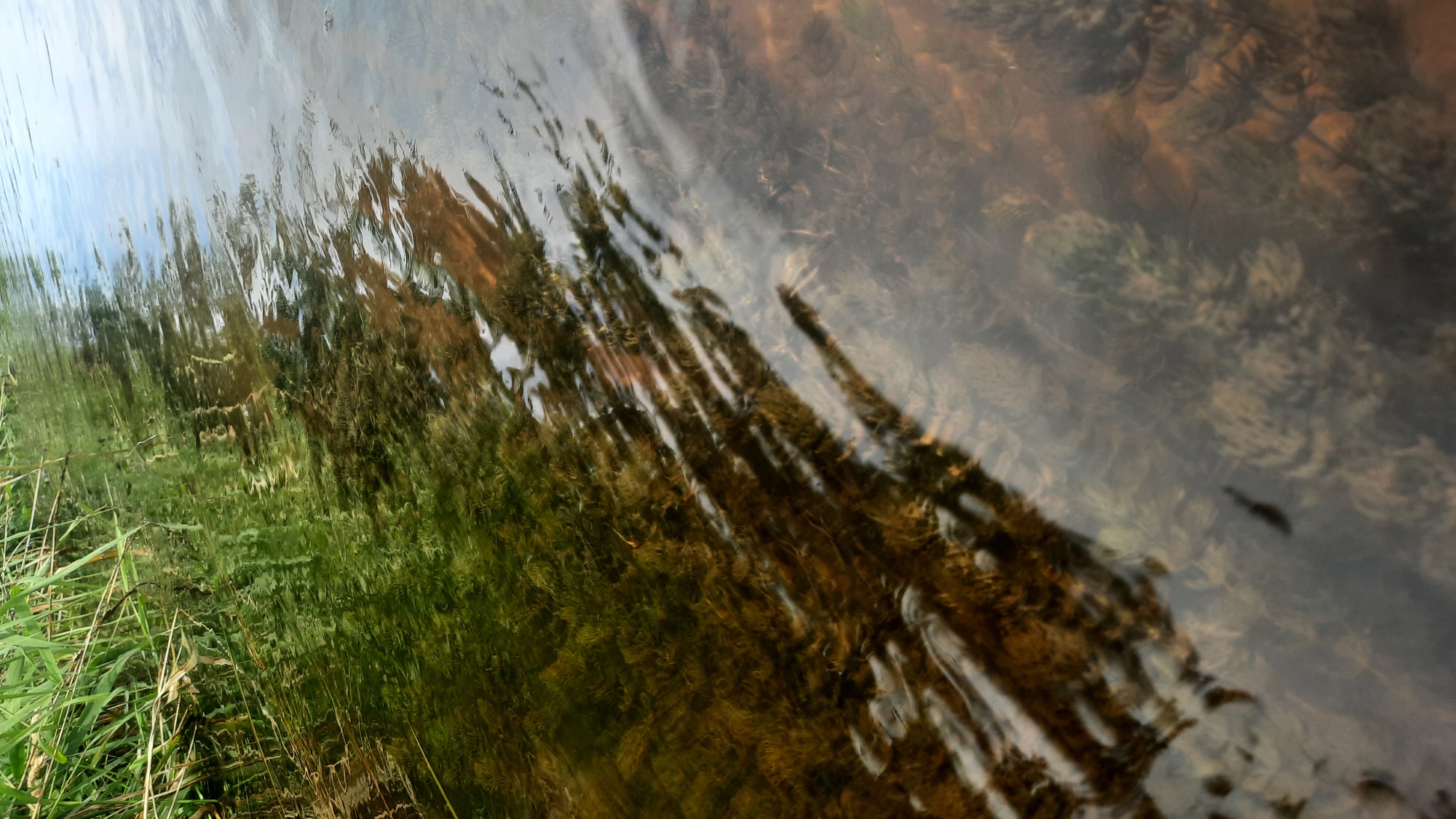The image displays a close-up, angled view of shallow, clear water, likely a river or stream, on a sunny day. Tall, green grass and reeds line the left bank, casting long, dark shadows across the water's surface. The water itself is shallow enough to reveal submerged aquatic plants and a sandy or silty bottom. The surface of the water is disturbed by ripples, which distort the reflections of the sky and surrounding vegetation, creating abstract patterns of light and shadow. There are no people or obvious human-made objects visible in the frame. The scene appears to be a natural environment, potentially on the outskirts or within the city of Shklov, Belarus, given the general geographical context. The overall impression is one of natural tranquility and the interplay of light and water.