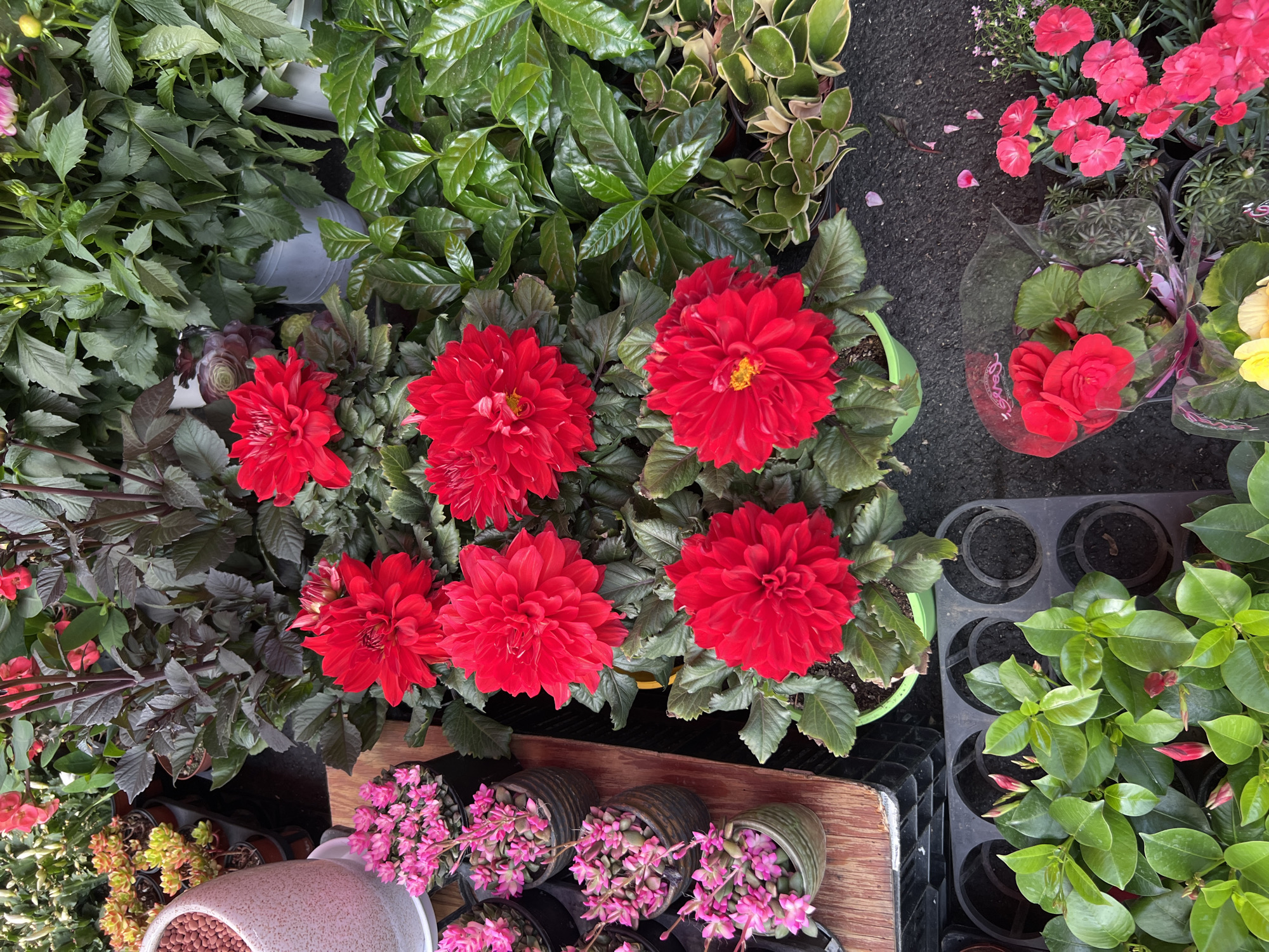 The image captures a variety of plants in a market or garden center setting, displaying an array of colors and textures. Predominantly, vibrant red dahlia flowers take center stage with their dense, layered petals. Other plants include green foliage with glossy leaves, smaller pink flowers in pots, and succulents. The scene appears to be outdoors, on a paved surface. There are no people visible in the frame.