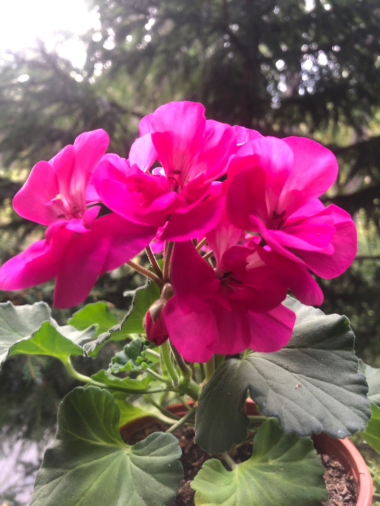 The image is a close-up, eye-level, outdoor shot of a cluster of bright pink geranium flowers in full bloom. The flowers are the dominant subject, with multiple blooms and buds visible, showcasing their delicate petals. Lush green geranium leaves frame the flowers from below, some with a slightly fuzzy texture. The background is softly blurred, consisting of dark green evergreen foliage with dappled sunlight creating bright, out-of-focus highlights. The flowers are planted in a brown pot, visible at the bottom right. There are no people or animals in the image. The scene appears to be in a garden or outdoor setting, likely during daytime given the lighting conditions. The location in Arfa, Russia, is not discernible from the visual information present in the image.
