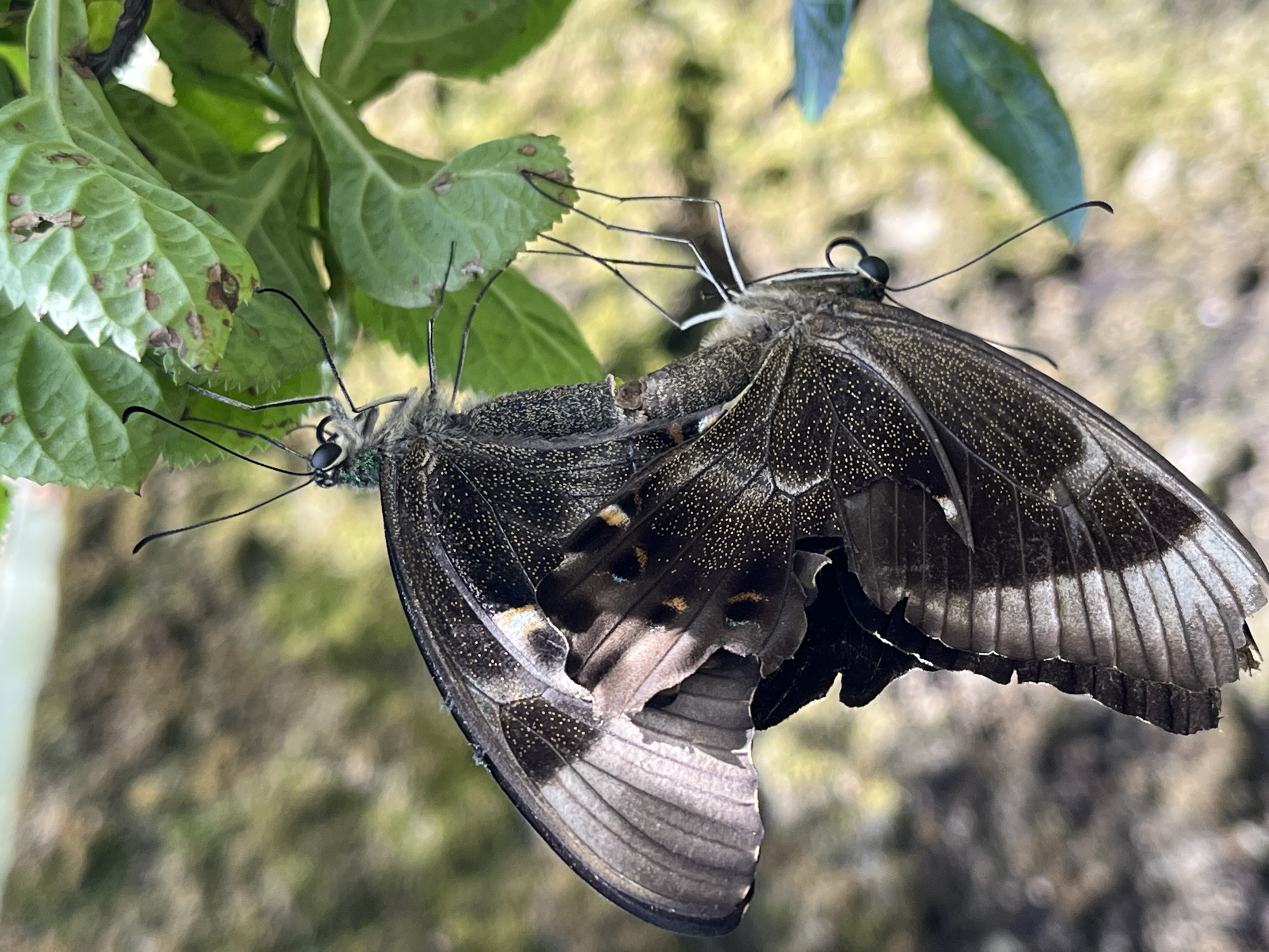 Two black and grey butterflies are perched on green leaves. The location is Sukawati, Indonesia. The butterflies appear to be interacting, possibly mating. The background is blurred, showing trees and foliage.