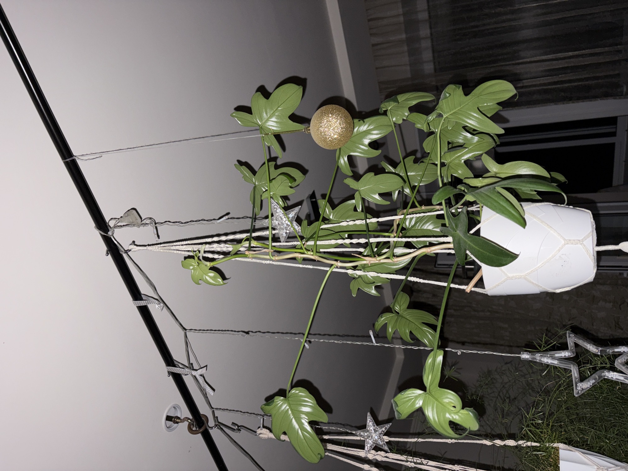 An indoor hanging plant, likely a Philodendron, with large, lobed green leaves, is suspended from a black metal rod attached to a white ceiling. The plant is in a white macrame planter. Various decorative elements are also suspended from the rod, including a glittery gold ornament and clear star-shaped string lights. The background consists of a dimly lit room with a window covered by dark curtains. The scene is photographed from below, looking upwards. There is no identifiable information within the image to suggest a specific location in Chelyabinsk, Russia.