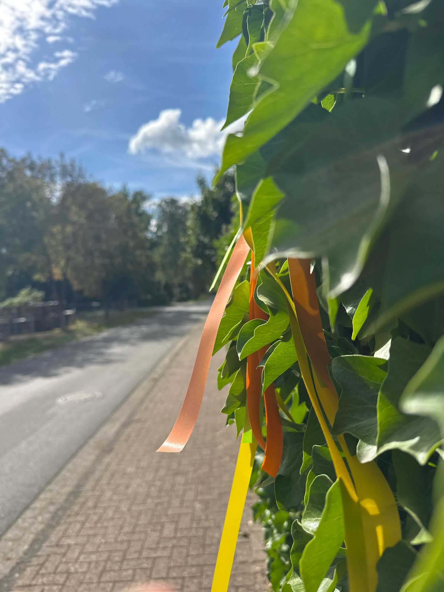 The image captures a close-up view of green ivy leaves adorned with several brightly colored ribbons: one peach-colored, two orange, and one yellow. The ribbons hang vertically amongst the foliage. In the background, a paved road runs alongside a brick sidewalk, with a line of trees forming a soft backdrop. The sky above is a clear blue, dotted with white, fluffy clouds. The scene appears to be a street in the Samtgemeinde Thedinghausen, Germany, possibly decorated for a local event or celebration. The lighting suggests it is daytime, with sunlight illuminating the leaves and ribbons.