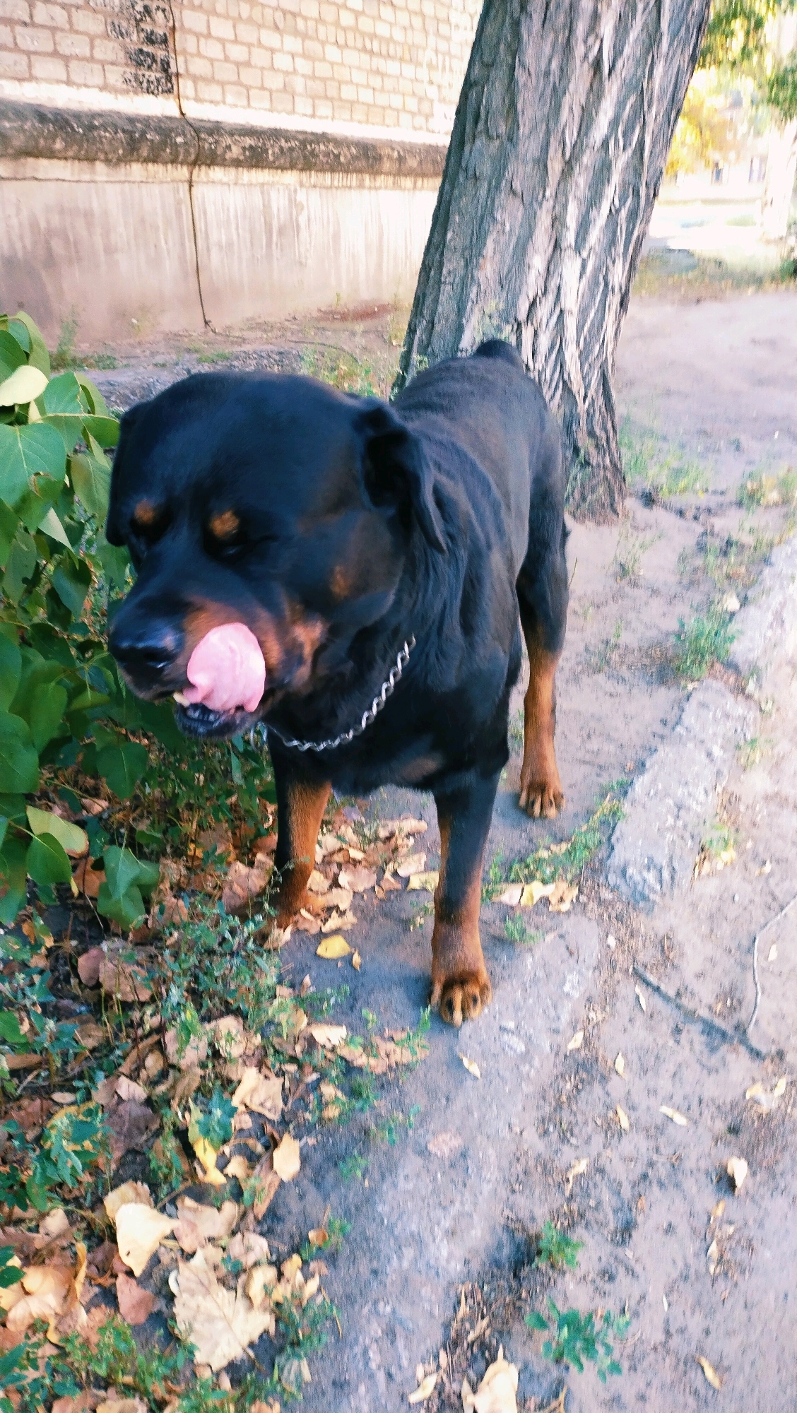 A Rottweiler dog stands on a paved walkway next to a tree and a patch of green bushes. The dog is black and tan with its tongue out, licking its nose. Fallen leaves are scattered on the ground around the dog and bushes. In the background, a brick wall is visible. The scene appears to be outdoors, possibly in a park or residential area.