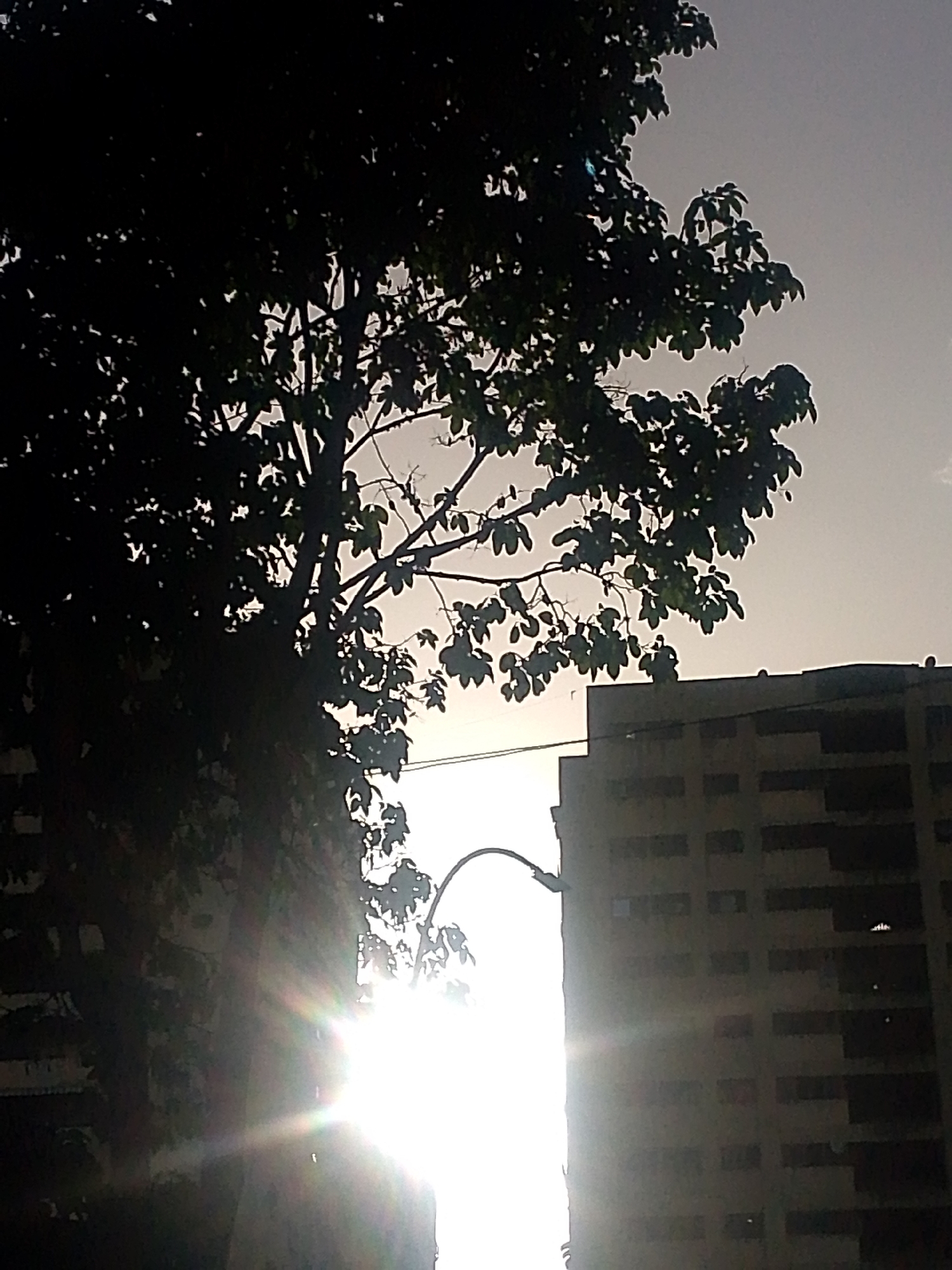 The image presents a view of the city of Caracas, Venezuela, featuring a combination of natural and urban elements. In the foreground, a tree with dense foliage obscures part of the scene. Its branches extend across the upper and left portions of the image. The sun is situated directly behind a building and the tree, creating a bright glare and lens flare effects. To the right, a multi-story building can be observed. Its facade is composed of repeating rectangular shapes, possibly indicating windows or balconies. A streetlight with a curved arm is visible in the middle, situated between the building and the tree. The sky appears overcast, providing a muted backdrop to the scene. The photograph is taken at a time of day when the sun is low on the horizon, resulting in pronounced shadows and high contrast.