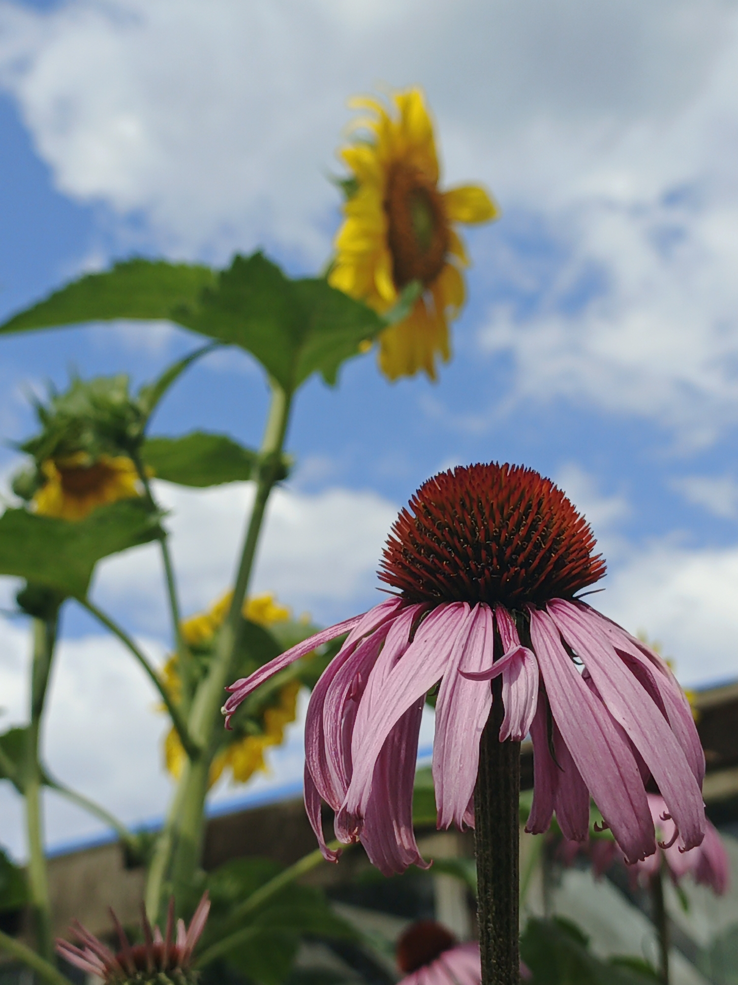 In Medvedyovka, Russia, a close-up, low-angle shot captures a vibrant garden scene under a bright, cloudy sky. In the foreground, a pink coneflower, with its characteristic spiky brown center and drooping, delicate petals, dominates the frame. Behind it, out of focus, stand several sunflowers, their yellow petals fanned out against the blue sky. Green leaves and stems create a lush backdrop. The overall impression is one of natural beauty and the warmth of a summer day.