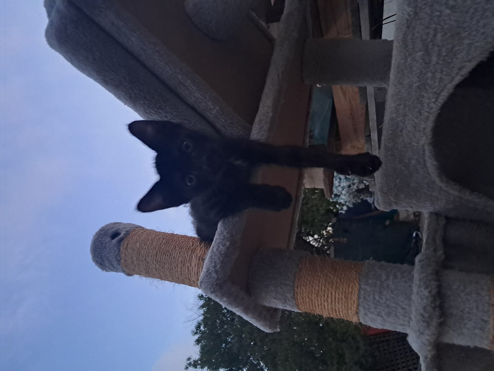 A black kitten is perched on a multi-tiered cat tree outdoors under a pale blue sky. The kitten is hanging its front paws down from the edge of one of the platforms. The cat tree is covered in grey, fuzzy material and thick sisal rope. In the background, there are green trees and some indistinct structures. The image does not provide any information that would allow for localization in Sitges, Spain.
