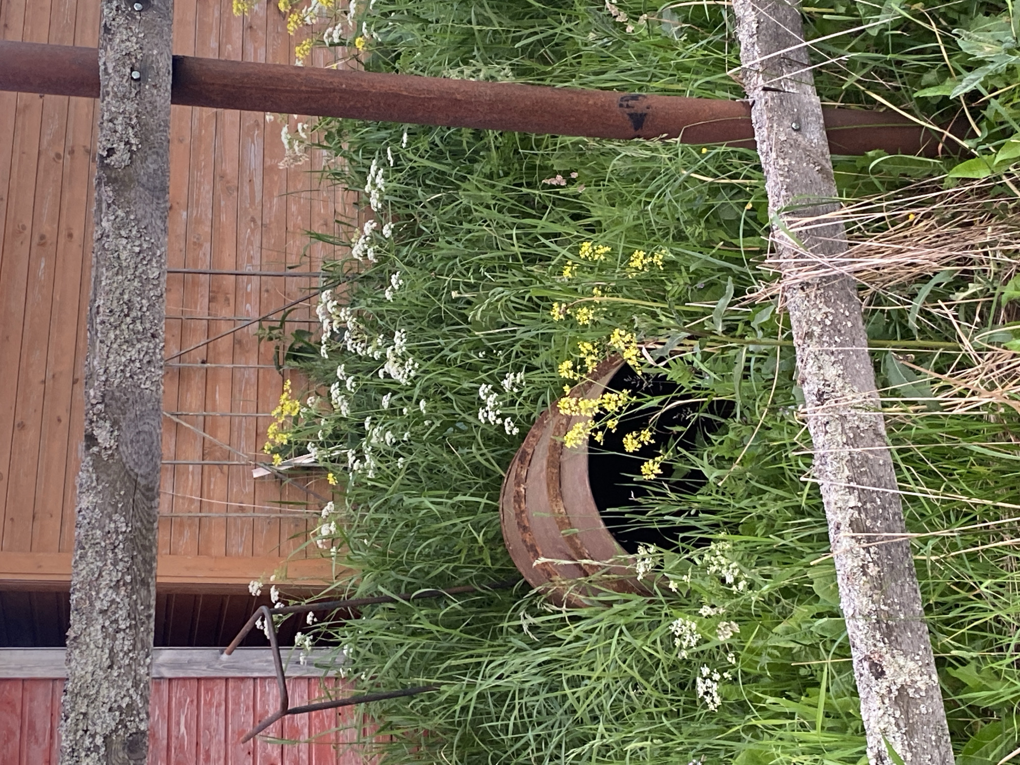 In Bol'shoe Zaborod'e, Russia, a rusty metal barrel lies on its side in overgrown green grass dotted with white and yellow wildflowers. The barrel is surrounded by tall grass and wildflowers, with a wooden fence in the foreground and a wooden building with red and orange siding in the background. A metal post, also rusty, stands behind the barrel, partially obscured by vegetation. The scene appears to be an outdoor, rural setting.
