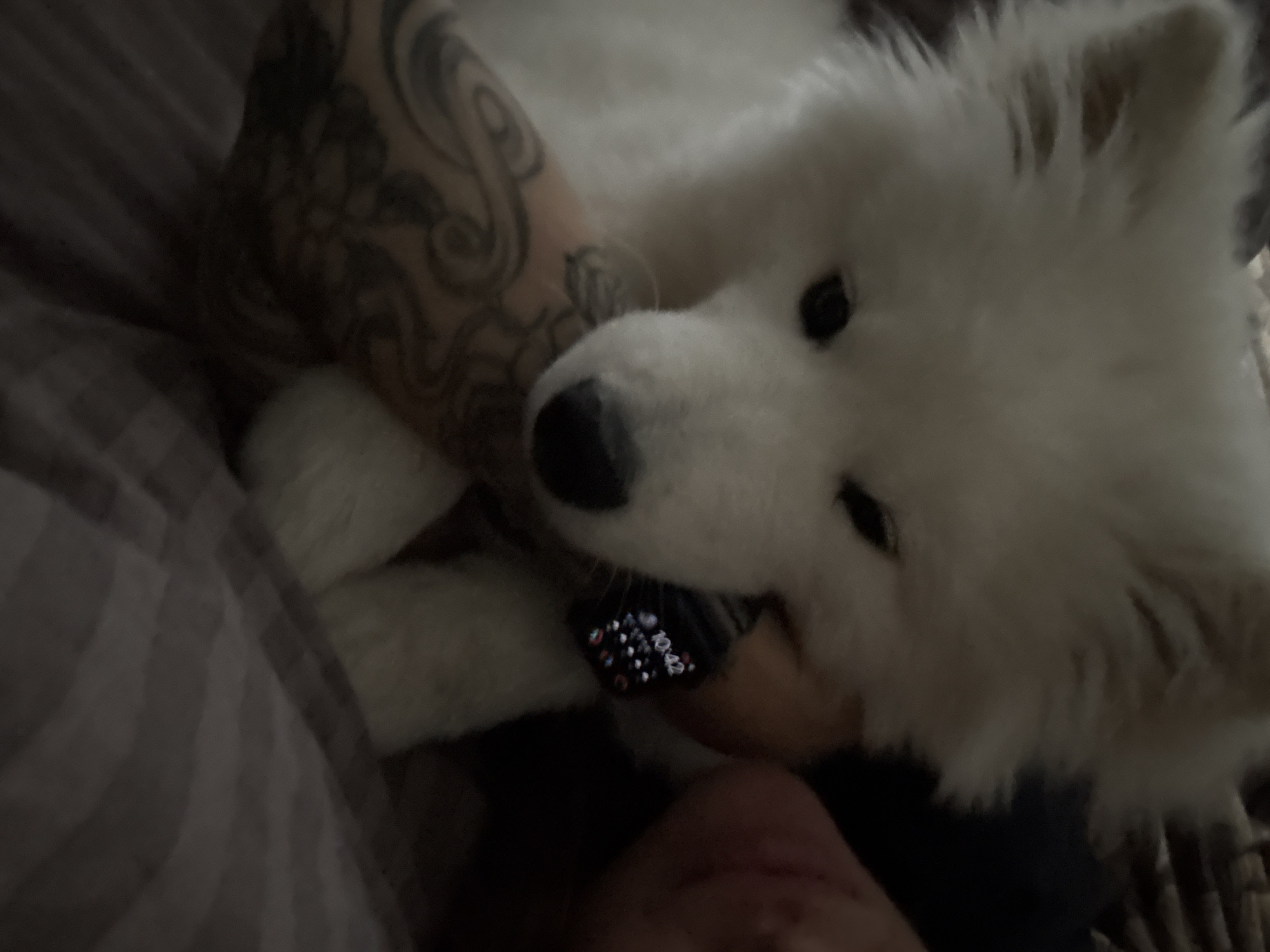A white Samoyed dog lies next to a person. The person's arm is visible, featuring a tattoo that extends from the wrist towards the upper arm. A smartwatch is visible on the person's wrist near the dog's face, displaying a time of 10:42. The setting appears to be indoors, possibly on a bed or couch, evidenced by the striped fabric in the background. The photo was not taken in Chaikovsky, Russia.