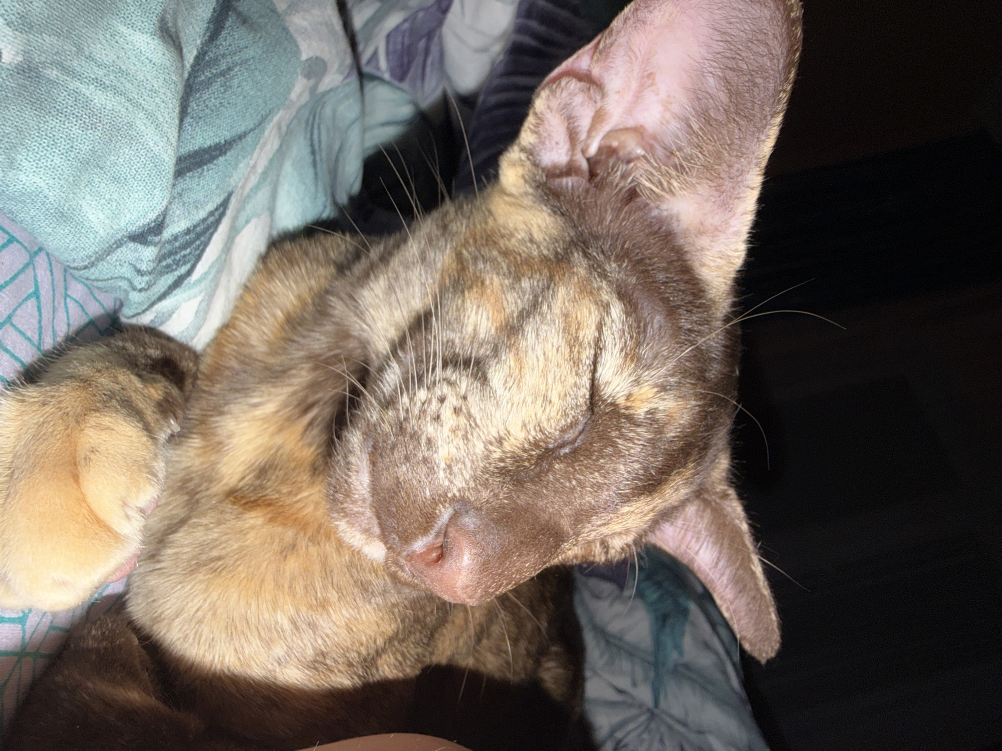 A tortoiseshell cat is sleeping on a patterned bedspread. The cat is close up with its head turned to the right. The ear is pink and exposed. A paw is visible on the left side of the image. The background is dark and out of focus on the right side. The left side contains a blue and white patterned duvet. The photo does not contain information regarding the location in Chaikovsky, Russia.