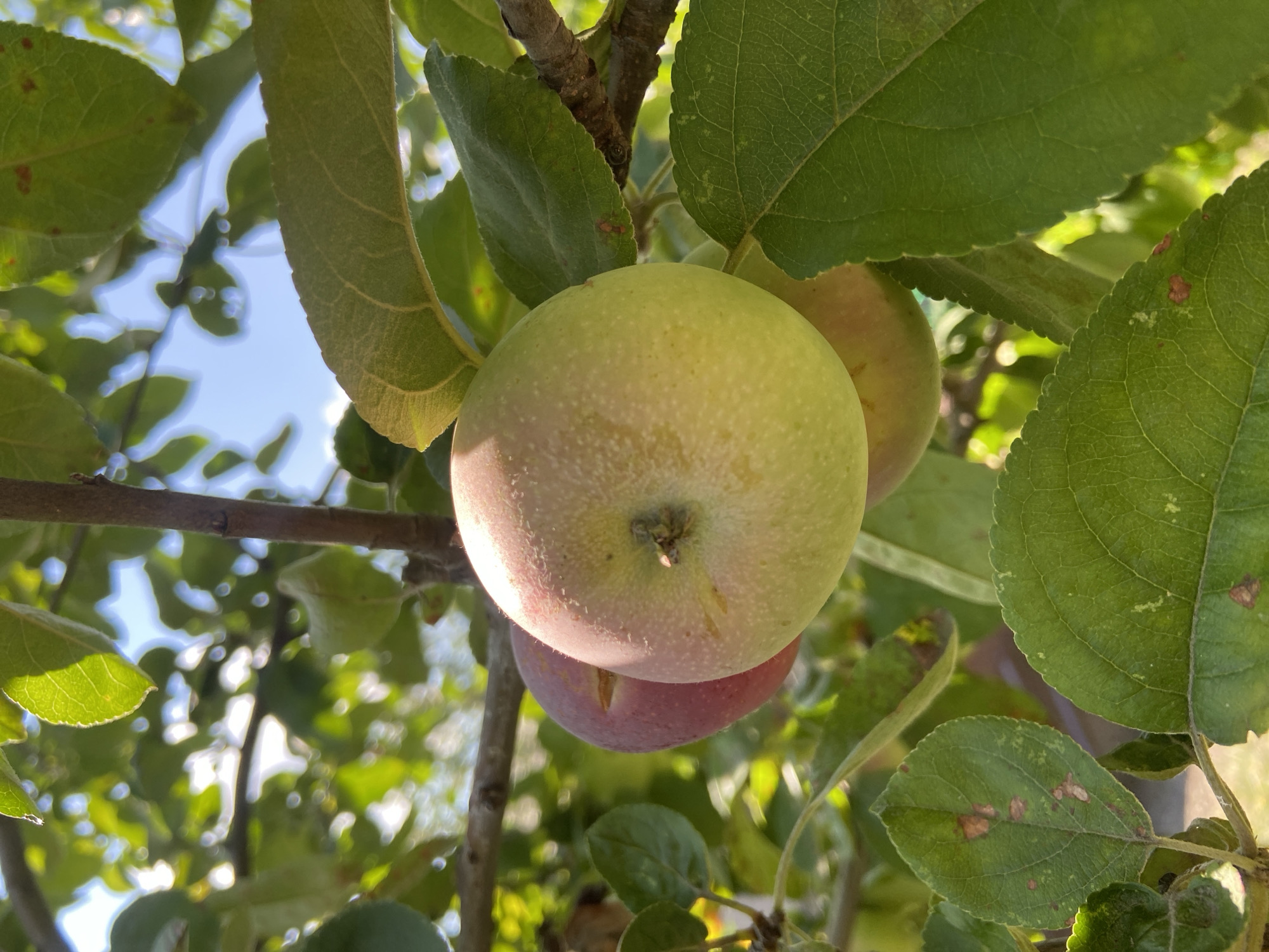 An apple tree branch is shown with two apples and green leaves against a bright blue sky. The apples are partially red and yellow-green, with one apple closer to the foreground and another apple behind it. The leaves are green and slightly textured, with some brown spots visible on a few of them. The scene is bathed in natural sunlight, casting shadows and highlighting the textures of the fruit and foliage. The overall impression is of a close-up view of fruit on a tree, possibly in an orchard or garden setting, given the natural and rustic elements. The image is shot with a shallow depth of field, blurring the background and focusing attention on the apples and immediate leaves.