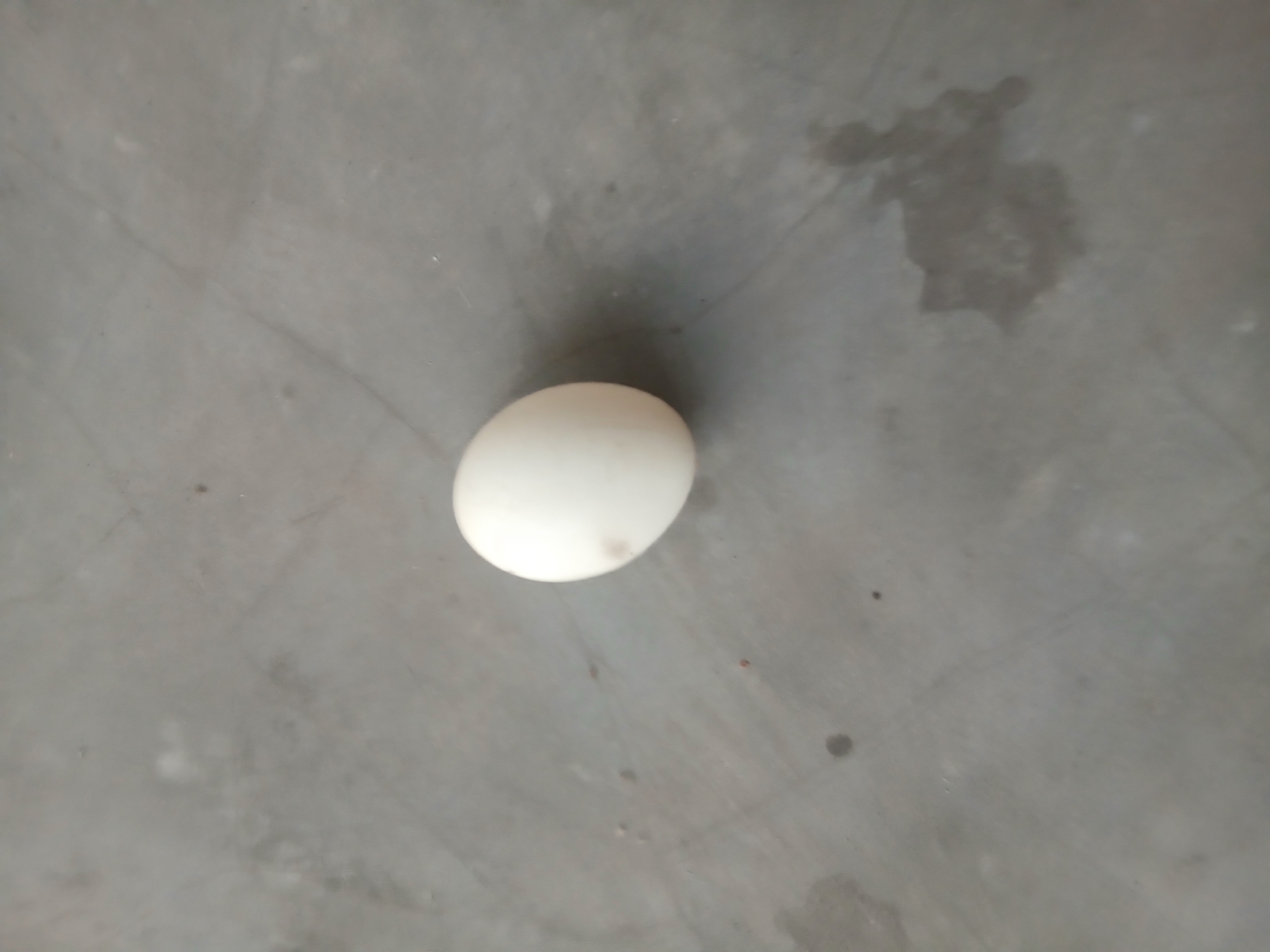 A single white egg rests on a grey, textured surface, possibly concrete. The surface is marred by water stains and a few small dark spots, suggesting it is outdoors or in a damp area. The egg is positioned slightly off-center, with its pointed end facing towards the left of the frame. The lighting appears to be natural daylight, casting soft shadows. The overall impression is one of simplicity and ordinariness. There is no indication of the location in Tenggarang, Indonesia.