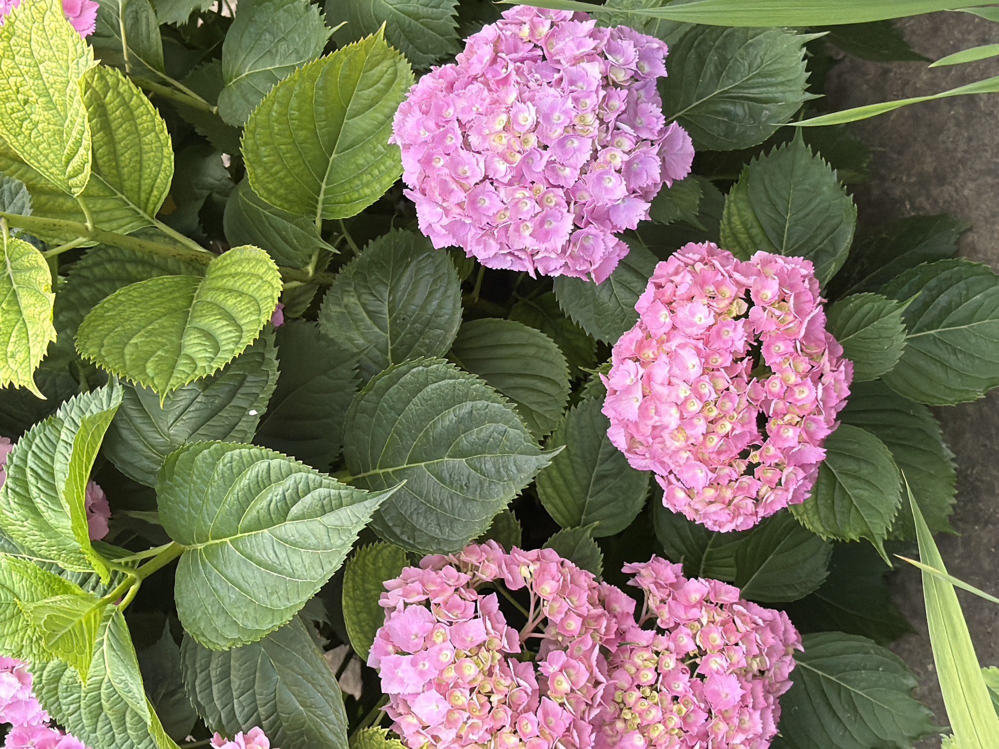 This is a close-up, top-down, eye-level shot of a hydragea bush with clusters of pink flowers and large green leaves. The image is taken outdoors and the ground beneath the bush is a rough, grey surface, possibly concrete or stone. The lighting is natural and appears to be daylight. There are no people or animals visible in the image. The image was taken in Pazardzhik, Bulgaria.