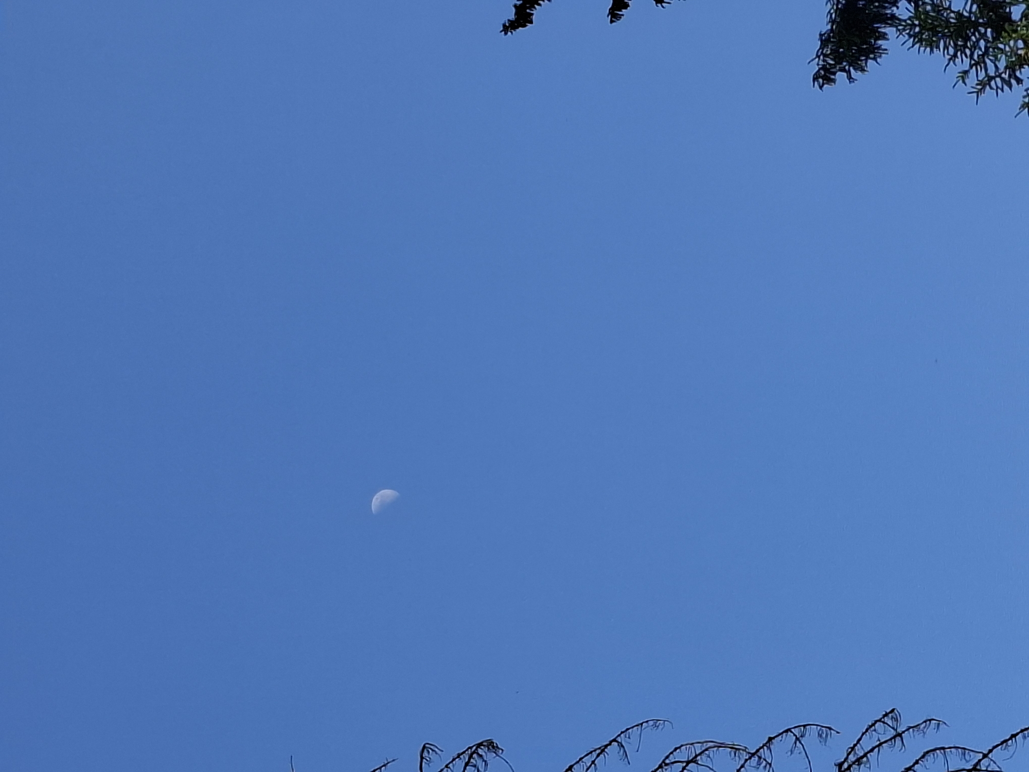 A daytime scene under a clear blue sky features a crescent moon positioned in the center left of the frame. Vegetation is visible in the top and bottom portions of the image, framing the sky. The location is possibly in or around Прикамский, Russia based on the prompt.