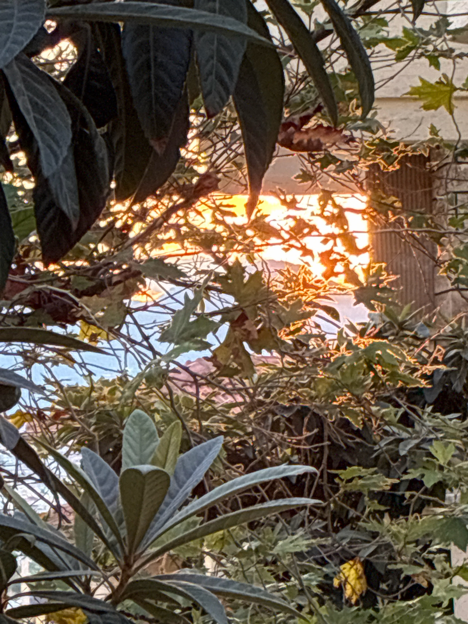 The image shows a close-up view of foliage, with sunlight filtering through the leaves. The warm glow of the sunset is visible in the background, illuminating the branches and leaves. The scene appears to be in an outdoor setting, possibly a garden or a natural area within the city of Alanya, Turkey. The vegetation consists of various types of leaves and branches, some dark green and others with lighter, variegated patterns. The overall impression is one of natural beauty and tranquility, with the sunset adding a dramatic and colorful element to the scene.