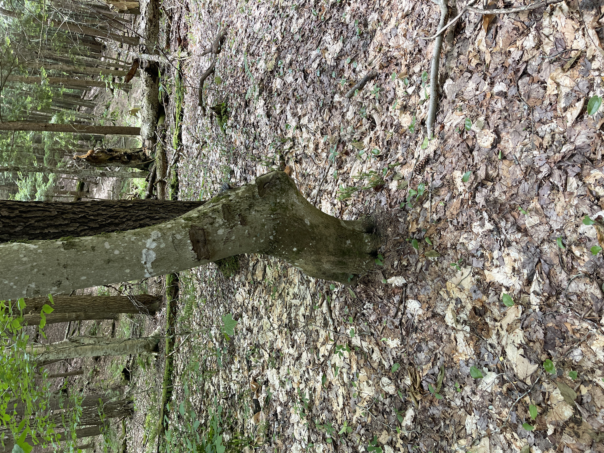 A close-up, ground-level view captures a forest floor carpeted with fallen leaves and small green plants in the Town of Greig, United States of America. Dominating the foreground is the base of a light-barked tree, bent at an unusual angle, with a darker tree trunk situated closely behind it. The surrounding environment is a dense woodland with a visible slope in the background, suggesting a hilly terrain. Scattered fallen branches and decaying wood add to the natural forest setting. The lighting indicates it is daytime, with diffused light filtering through the tree canopy.