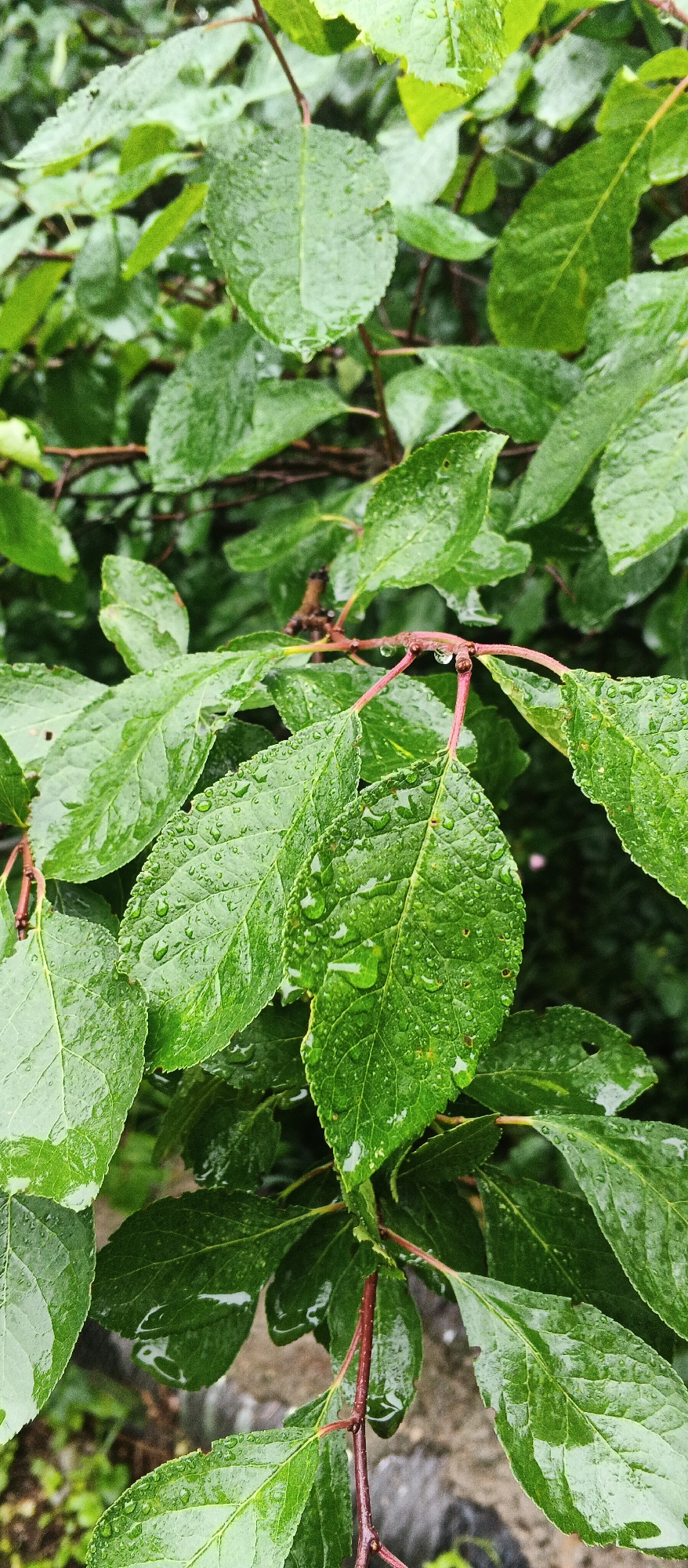The image shows a close-up of wet green leaves on a branch after rain. Water droplets are visible on the surface of the leaves. The background is blurred, with hints of other leaves and branches. The scene appears to be outdoors. There are no people or animals visible in the image. The location is identified as Podgornoye, Russia.