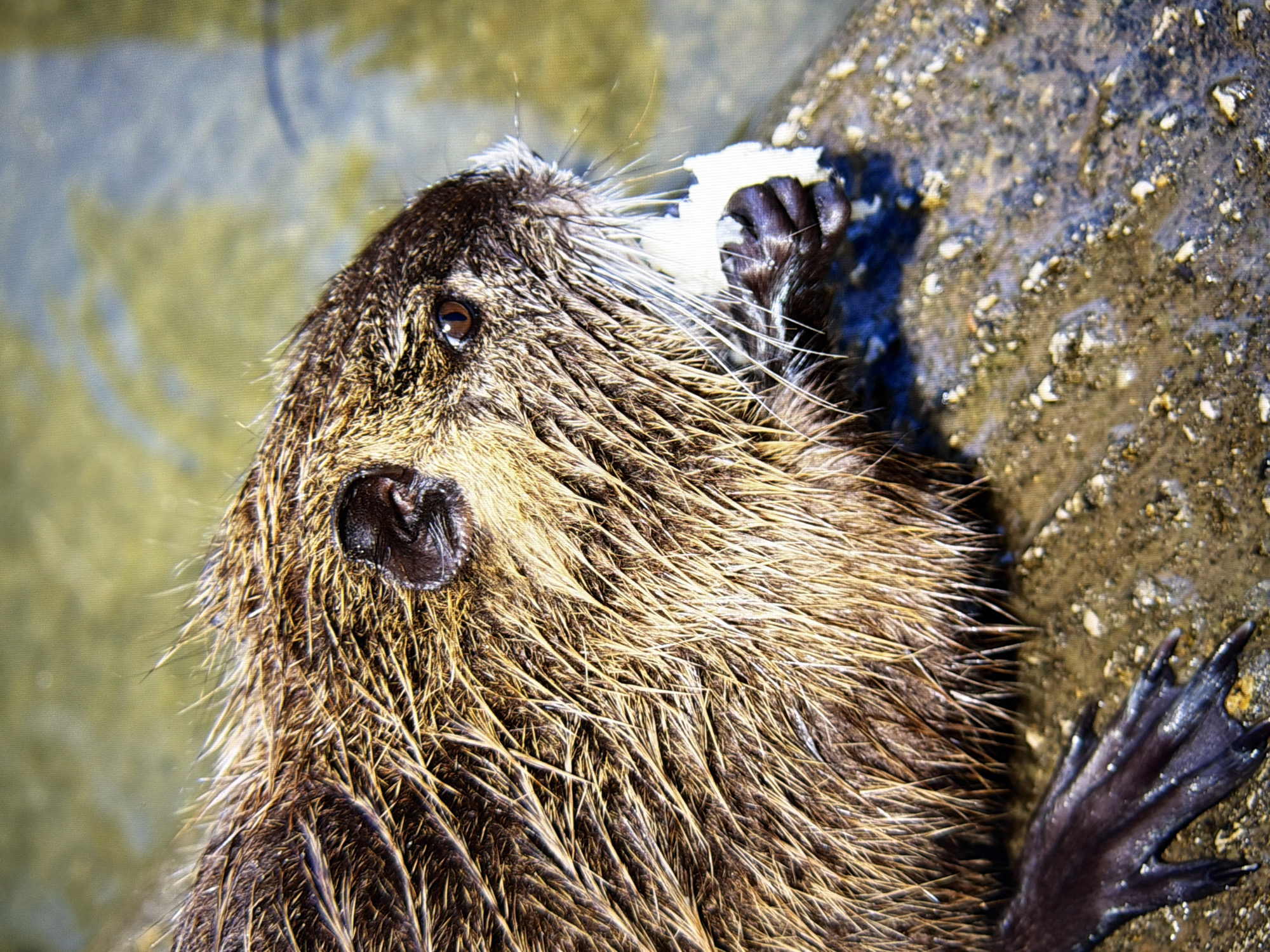 A nutria is shown in a close-up, side profile, eating a piece of white food. The animal has thick, brown and tan fur that appears wet. Its eye is dark brown and round, and its ears are small and dark. The nutria's paws are visible, with dark toes gripping the food. The animal is positioned on a wet, rocky surface, with water visible in the background. There are no people or any other animals present in the image. The location is not specified and there is no indication of it being in Kyiv, Ukraine.