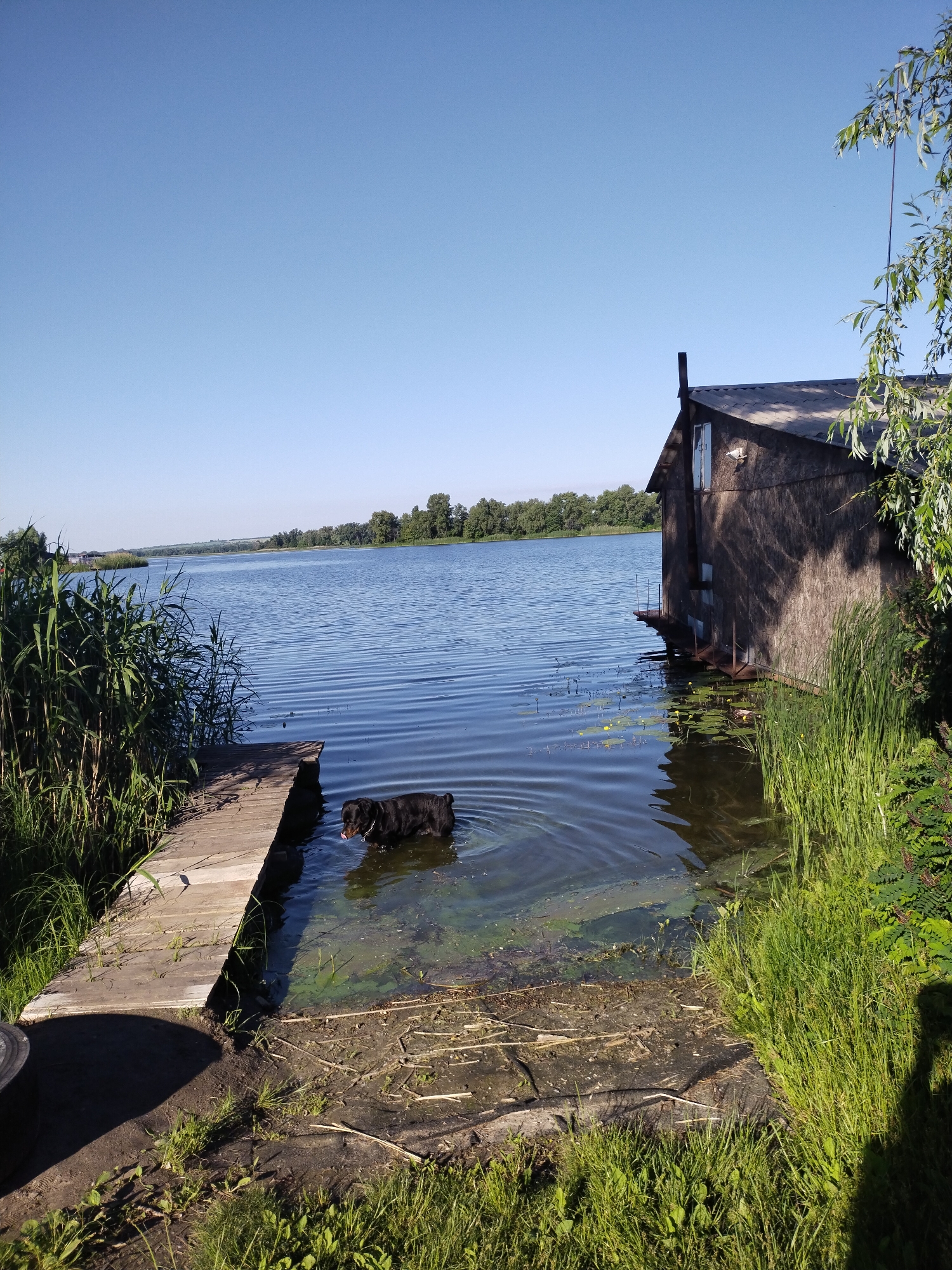 The image depicts a serene waterside scene, likely on the Dnipro River, near the city of Horishni Plavni, Ukraine. A black dog is partially submerged in the calm, blue water, with its tongue visible. To the right, a wooden boathouse with a dark-shingled roof stands on stilts over the water, its rough-hewn wooden exterior visible. Tall green reeds and other lush vegetation line the water's edge, with a simple wooden pier extending into the water on the left. The background features a treeline on the distant bank and a clear, bright blue sky. The overall impression is one of a peaceful, natural environment.