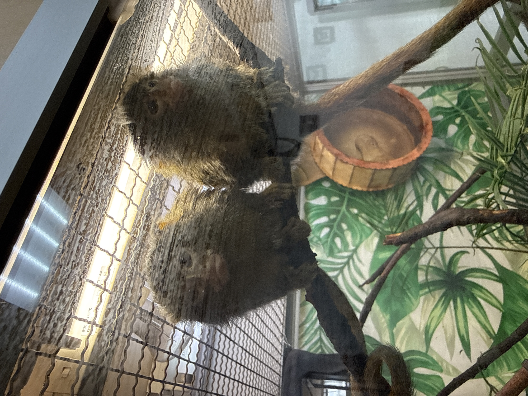 The image shows two small, furry animals, possibly marmosets or similar primates, in an enclosure. One animal is positioned above the other, and they appear to be resting on branches. The enclosure has a mesh wall with a light fixture visible behind it. In the background, there is a patterned wallpaper depicting large green leaves, suggesting a tropical or jungle-like environment. A small, round wooden bowl is also visible, containing a light-colored substance. The lighting appears to be artificial, possibly from the light fixture itself or overhead lighting. The image seems to be taken indoors, likely in a zoo or sanctuary, given the enclosure and background. No specific time of day or weather conditions are discernible. The overall mood is calm, with the animals appearing relaxed. There is some text visible on the light fixture, which appears to be an IP rating (IP20) and a temperature rating (40°C), but it is not fully legible.