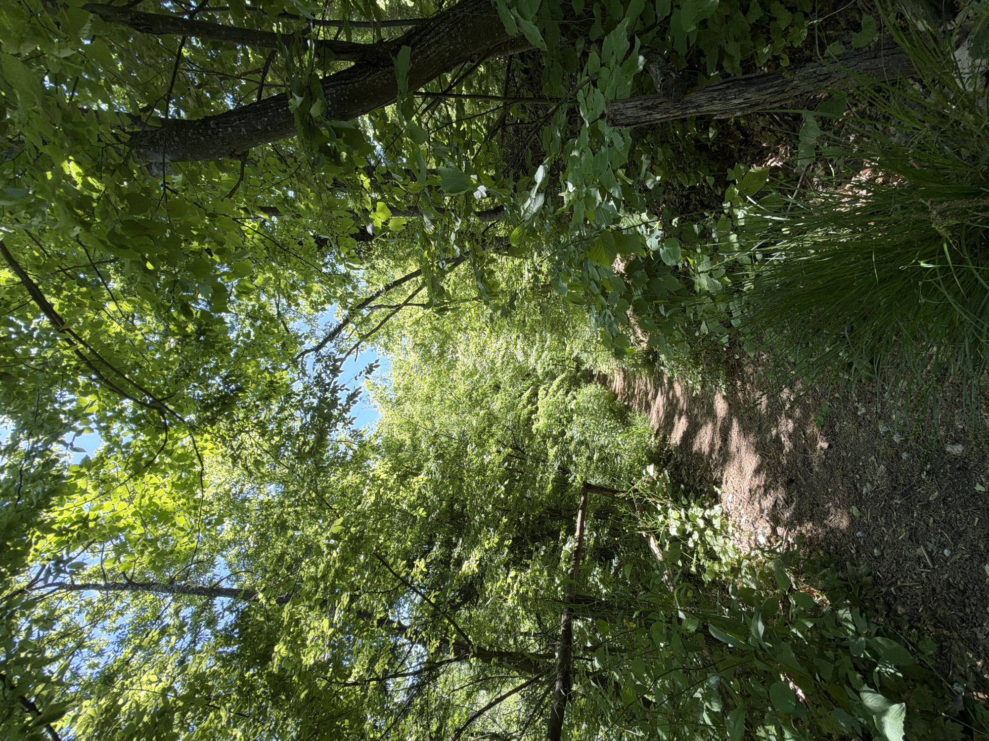 The image depicts a narrow dirt path leading through a dense forest or wooded area. The path is visible amidst lush green foliage, with trees and bushes forming a canopy overhead. Sunlight filters through the leaves, creating dappled patterns of light and shadow on the path and surrounding vegetation. The scene appears to be in a natural, outdoor setting. The location in Veselinovo, Bulgaria is not evident from the image.