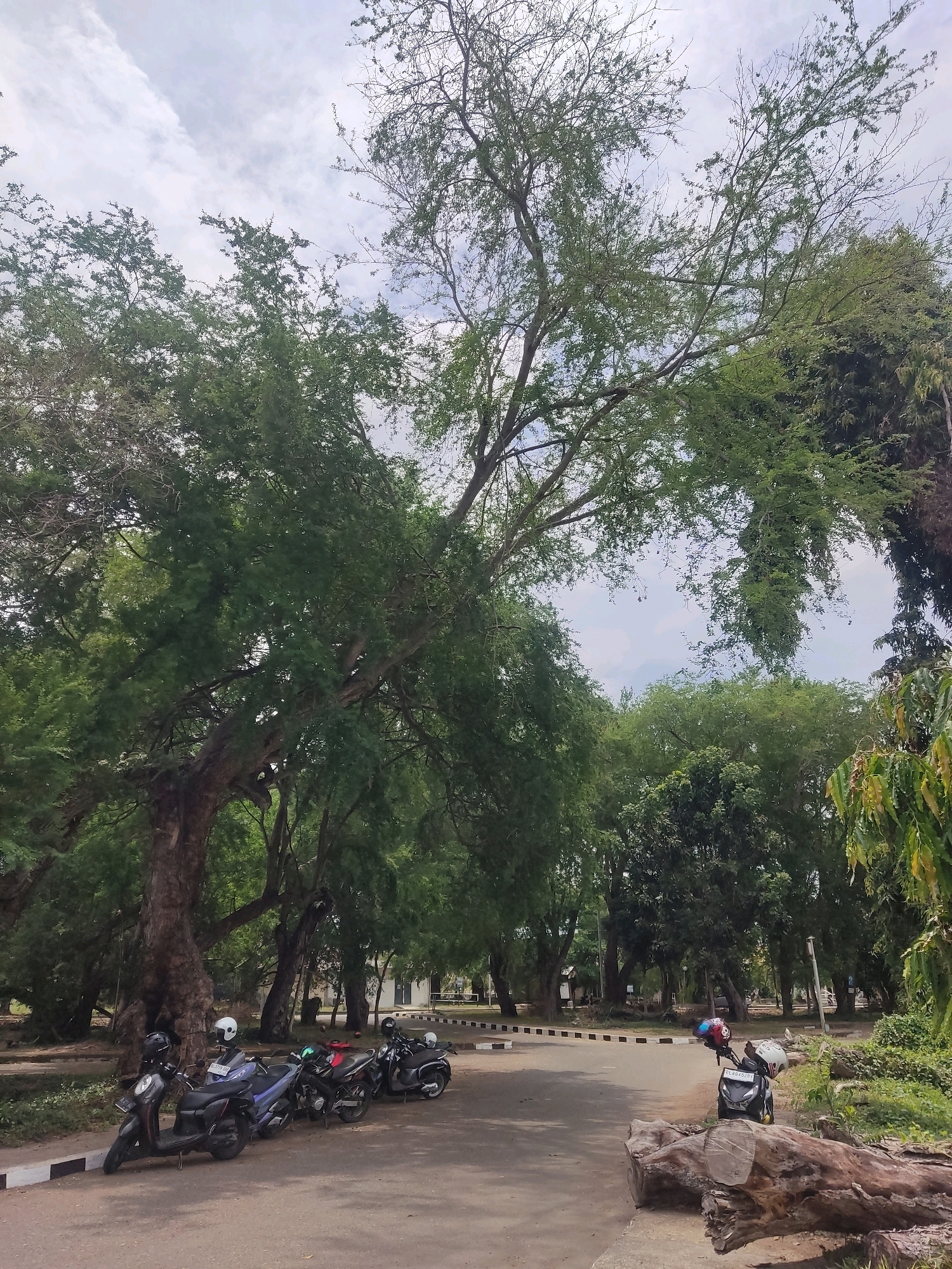 In Lhokseumawe, Indonesia, a line of parked motorcycles with helmets on them are visible on a paved road lined with white and black markings. The road is bordered by a dirt path with some vegetation and a large fallen tree trunk. Behind the road and path, a grove of lush green trees with a large, aged tree with a thick trunk dominate the scene. The sky above is overcast with white clouds and hints of blue. In the distance, more trees and structures can be seen. The scene depicts a natural, tranquil environment within a city.