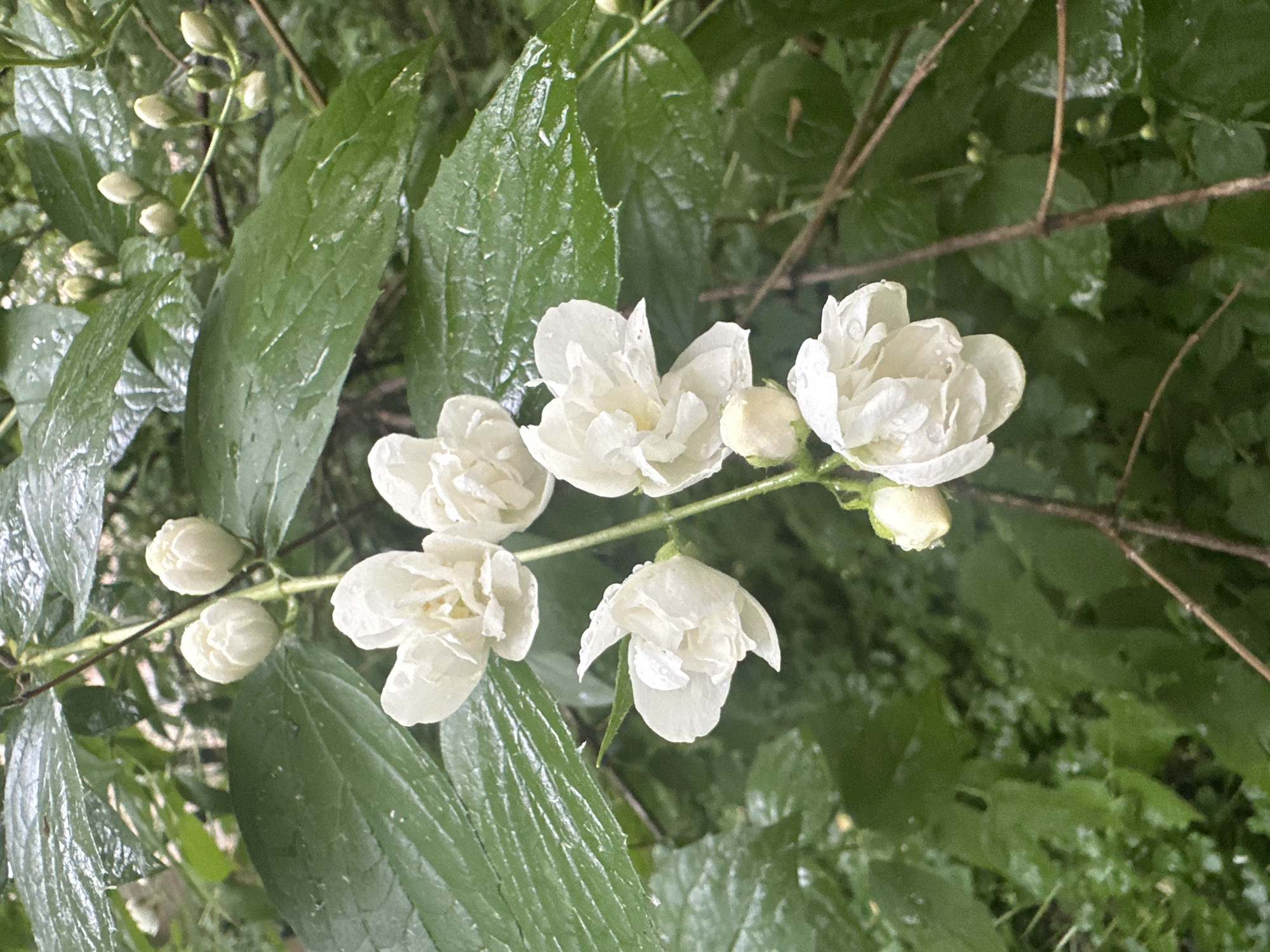 In an outdoor, natural environment, a cluster of white jasmine flowers are in full bloom, with several buds also visible. The petals are delicate and layered, with water droplets clinging to them, suggesting recent rain. The flowers are set against a backdrop of lush green foliage, some of which also bears water droplets. The stems of the flowers are thin and brown, winding through the greenery. The overall scene is one of natural beauty, with the fresh, wet blossoms creating a soft, inviting appearance. The image does not contain any people or specific urban features, suggesting it was taken in a garden or natural area.