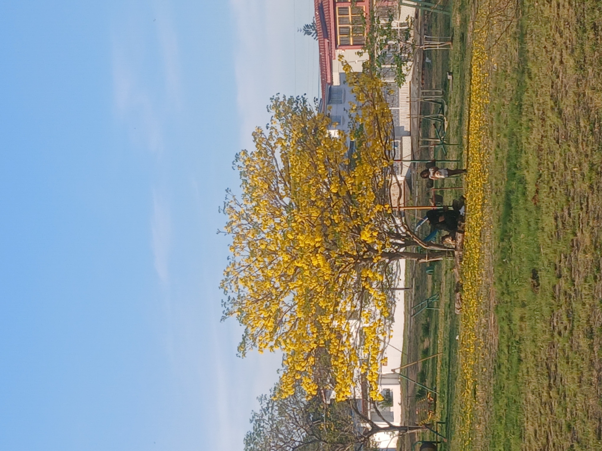 The image shows a sunny day in a park in Guayana City, Venezuela. A tree with yellow flowers is the central focal point, and fallen petals cover the ground. Several people are in the park, some under the tree. Playground equipment is visible. A building is in the background. The sky is blue with some clouds.