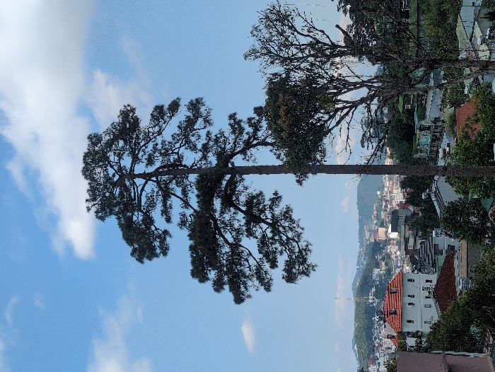 The image presents an elevated daytime view of Da Lat, Vietnam. A tall, slender pine tree with dark green foliage stands centrally, extending vertically into a clear blue sky dotted with scattered white cumulus clouds. Below and behind the tree, the cityscape unfolds across hilly terrain. Numerous buildings with varying architectural styles are visible, including several featuring white facades and prominent red-orange tiled roofs. Green, forested hills form the distant background, with a communication tower visible atop one of the peaks. Additional trees and vegetation are interspersed throughout the urban environment and in the immediate foreground on the right side. No individuals or specific actions are discernible within the frame.