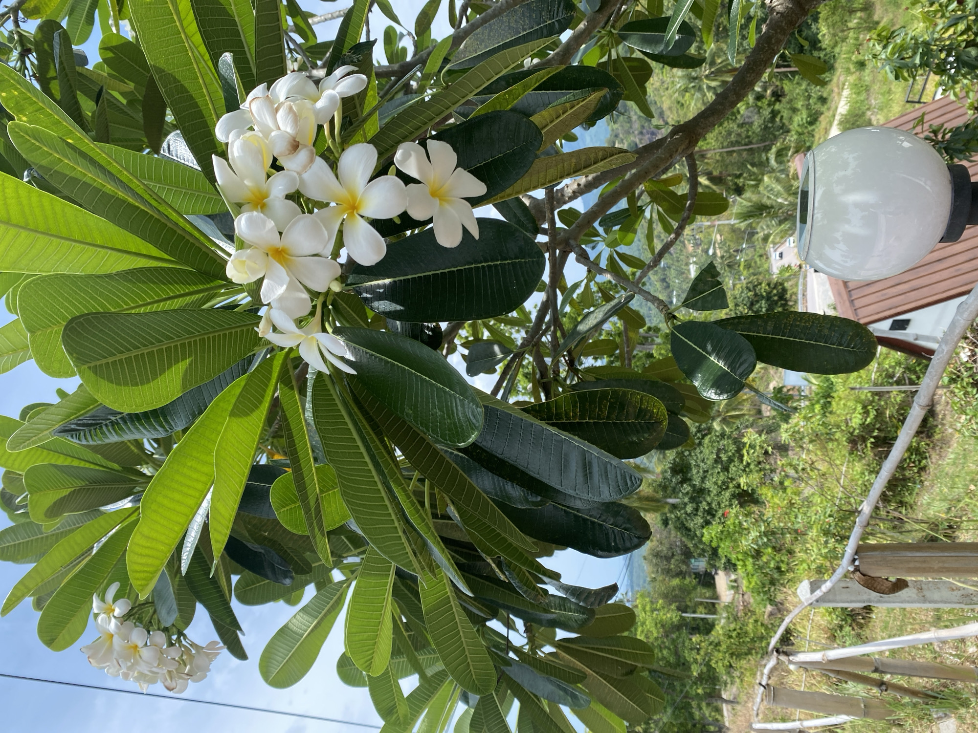 The image captures a cluster of white and yellow plumeria flowers blooming amidst lush green leaves. The setting is Baan Kai, Thailand. A white globe-shaped outdoor light fixture is visible in the background, along with glimpses of foliage and structures, indicating a residential or garden area. A bamboo fence is in the foreground. The scene is outdoors in daylight.