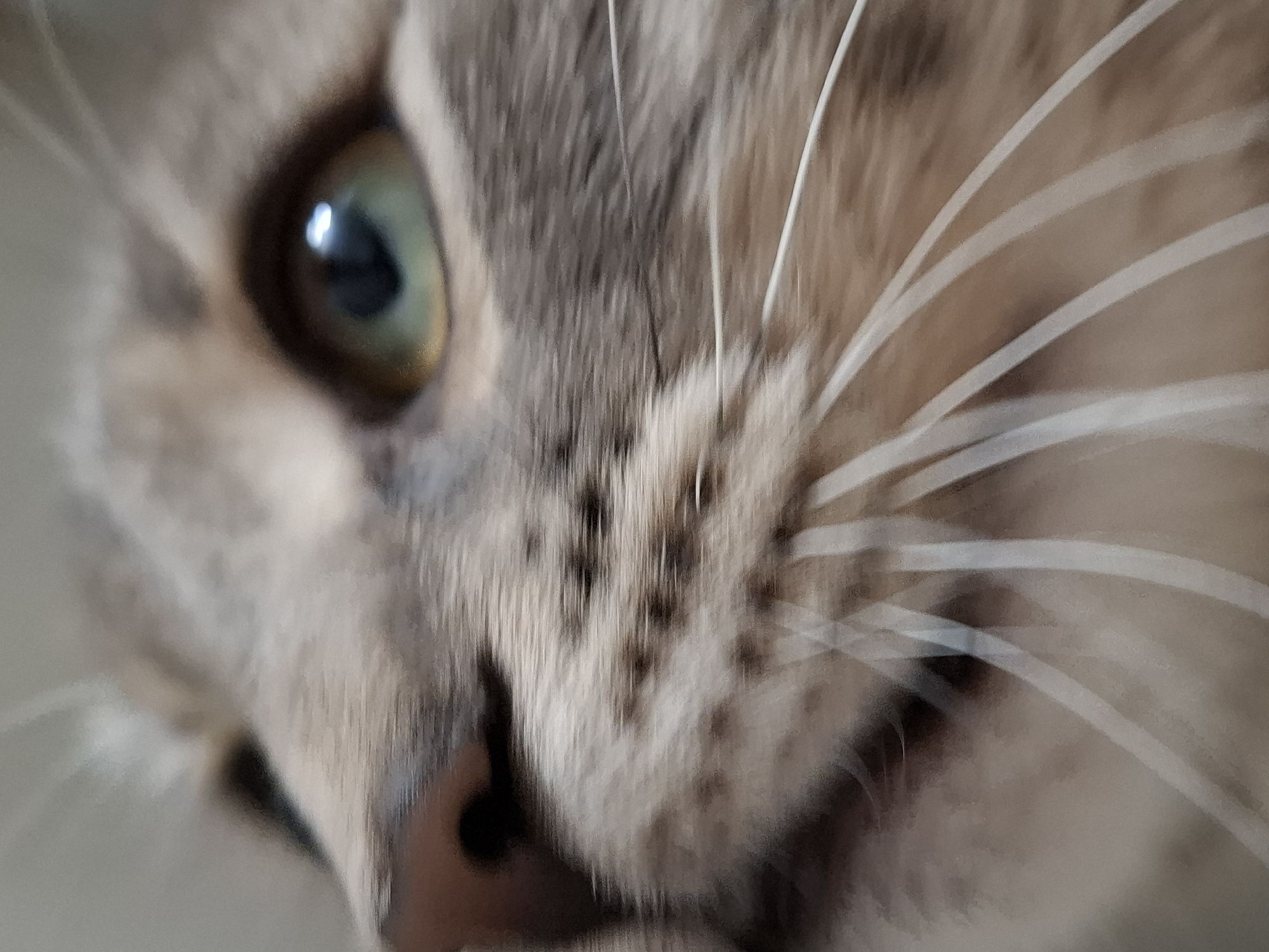 This close-up, eye-level shot captures the left side of a cat's face, focusing on its eye and snout. The cat's prominent eye features a striking green and amber iris with a vertical black pupil, reflecting a bright light source. The fur around the eye and on the snout displays a mix of grey, brown, and cream tones, suggesting a tabby or similar pattern. Numerous long, distinct white whiskers fan out from the cat's snout, where small dark spots mark the whisker pads. The image utilizes a shallow depth of field, rendering the eye and whiskers sharply defined, while the rest of the cat's face and the background are softly blurred. The lighting appears even, highlighting the texture of the fur. The cat's expression is calm and observant, looking towards the viewer or slightly to the side. No specific activity is depicted, and there is no visible text.
