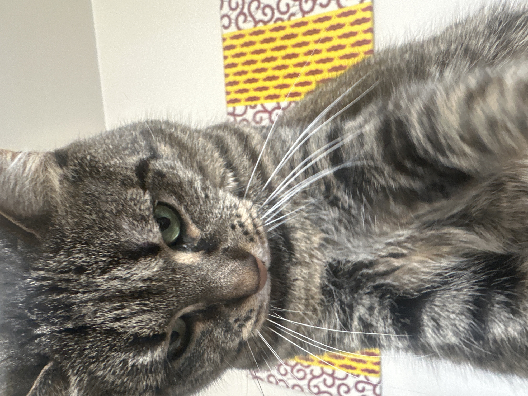 A close-up photograph features a tabby cat with green eyes, a pink nose, and prominent white whiskers. The cat's fur is striped in shades of gray and brown. The cat is positioned near a wall, and a patterned piece of material or decoration with yellow and brown colors is visible in the background. The location in Châtenay-Malabry, France, is not discernible from the image.