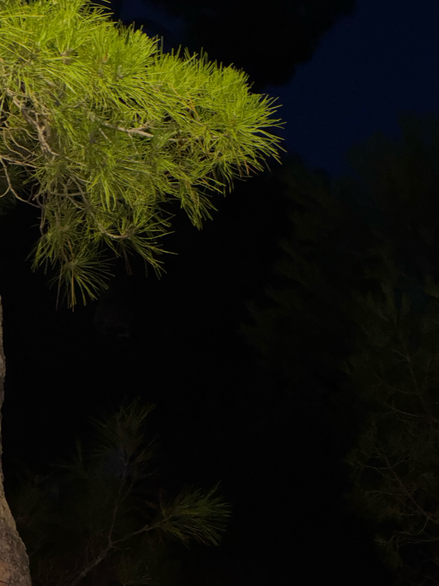 The image depicts a nighttime view of pine trees. In the upper left portion of the frame, a cluster of vibrant green pine needles is prominently featured, sharply contrasted against a dark, night sky. The rest of the image is predominantly dark, with some blurred shapes of pine branches visible in the lower half, suggesting a dense forest environment. The overall lighting suggests artificial illumination on the foreground pine needles, while the background remains obscured by darkness. There are no discernible people, specific objects, or actions taking place. The scene is devoid of any recognizable urban elements, making it impossible to ascertain a specific location within the city of Novigrad, Croatia, or any other city.