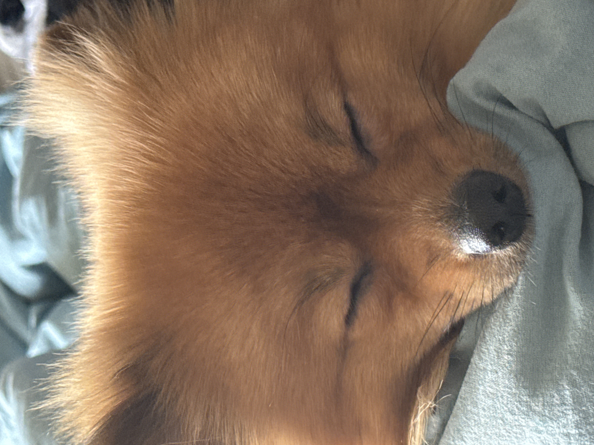 A close-up, eye-level shot shows the face of a small, light-brown dog with its eyes closed, seemingly sleeping on a light blue fabric. The dog's fur is fluffy and reddish-brown, with longer wisps of hair framing its face and ears. Its nose is black and wet-looking, and long, dark whiskers extend from its muzzle. The dog's head is resting on the blue fabric, which appears to be a blanket or pillow. The background is softly blurred, showing more of the blue fabric and hints of a light-colored surface. The image is likely taken indoors. There are no identifiable landmarks or features that would allow for precise location pinpointing to Khimki, Russia.