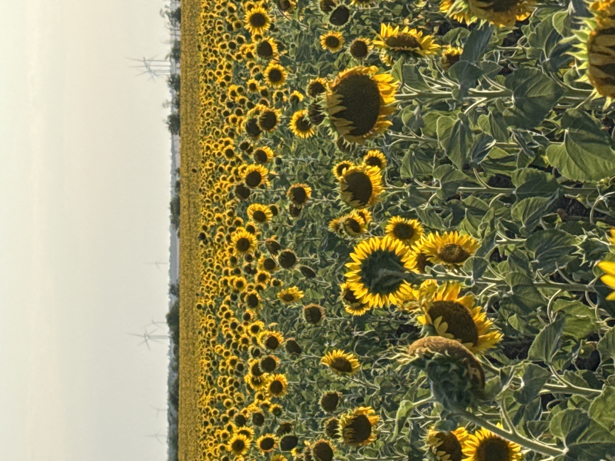 The image depicts a vast field of sunflowers stretching towards the horizon under a pale, hazy sky. In the distance, several wind turbines are visible, hinting at an open, rural landscape. The foreground is dominated by numerous sunflowers in various stages of bloom, with some facing the viewer and others turned away. The leaves and stems of the sunflowers are a vibrant green, contrasting with the bright yellow petals and dark centers of the flowers. The lighting suggests it might be late afternoon or early morning, with the sun casting a warm glow over the scene. The overall impression is one of a serene, agricultural setting, possibly in the vicinity of Berezanka, Ukraine, given the presence of wind turbines which are common in such regions. There are no people or animals visible in the frame.