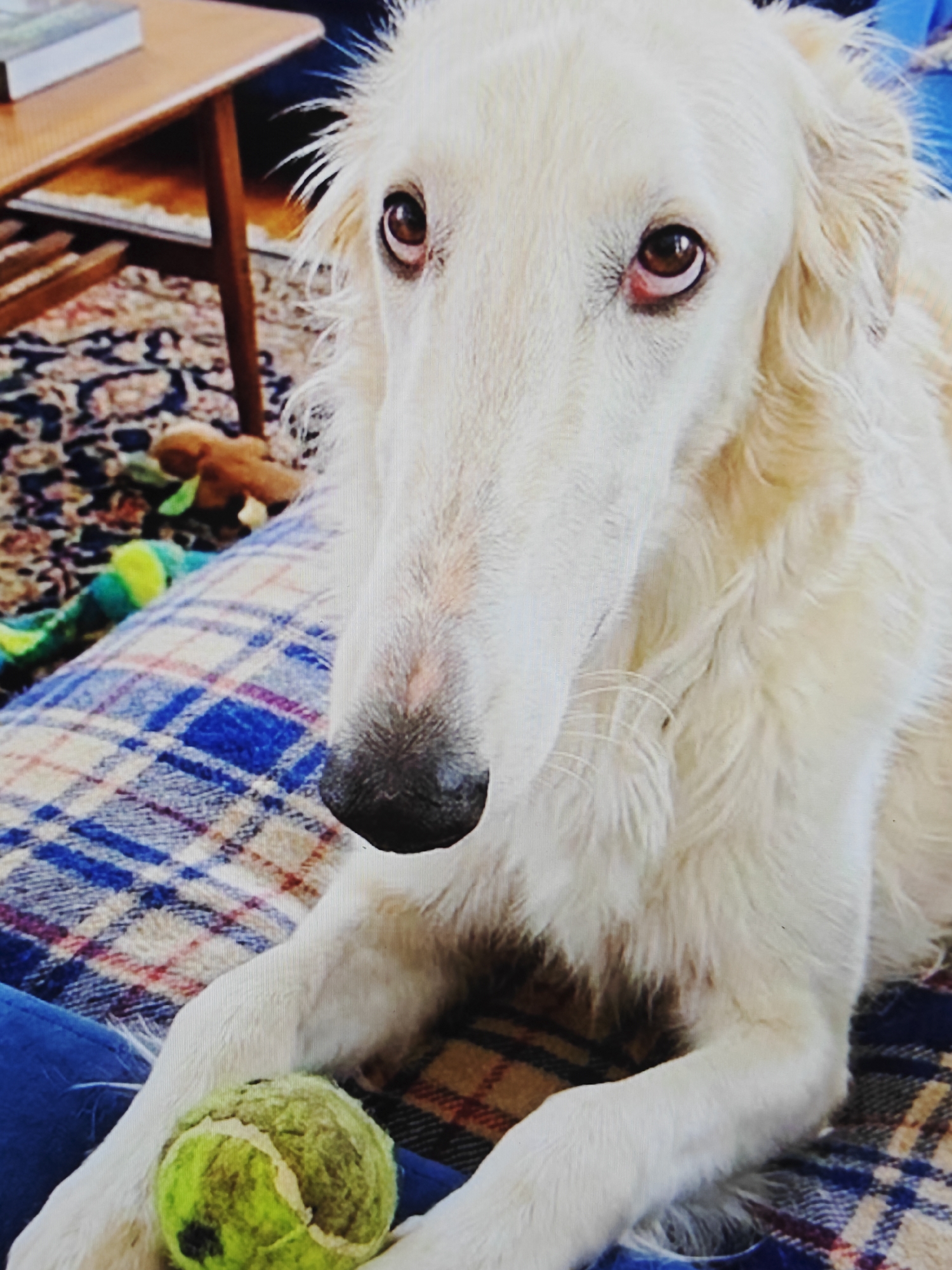 A close-up, eye-level shot shows a Borzoi dog with light-colored fur, lying on a blanket. The dog's long snout and brown eyes are the main focus. A tennis ball rests on the dog's chest. In the background, a wooden table with a book on it and a rug are visible.