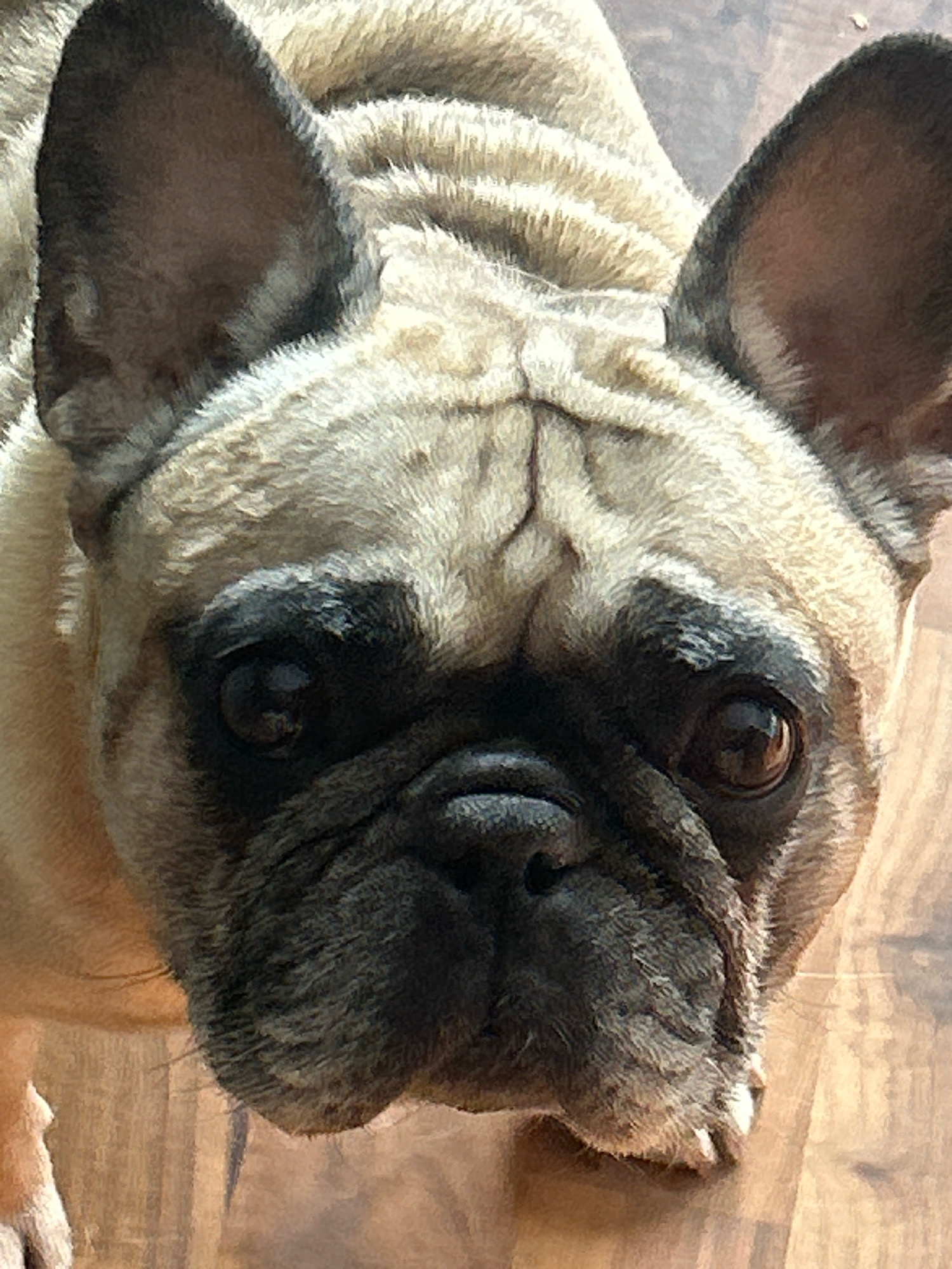 A close-up, head-on shot captures the face of a fawn-colored French Bulldog. The dog's large, dark eyes are prominent, with a slight reflection visible in the right eye. Its ears are erect and dark brown on the outside, with lighter fur lining the inside. The dog's snout is black and wrinkled, with a dark patch of fur around its eyes. The fur on its head is a light fawn color with darker brindle markings. The background appears to be a wooden floor, possibly in a residential setting. There is no information about the location in Almaty, Kazakhstan.