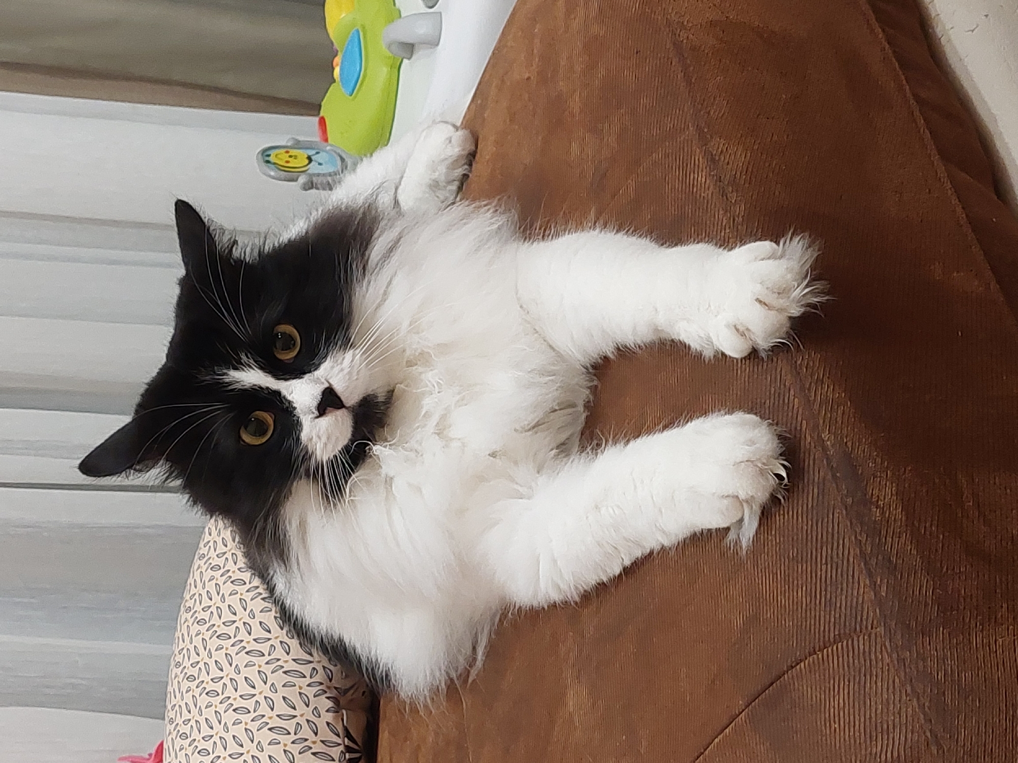 A black and white cat with long, fluffy fur is lying on a brown couch. The cat has yellow eyes and a black patch over its left eye. Its front paws are extended forward. In the background, there are curtains and some children's toys. The scene appears to be indoors, in a domestic setting.