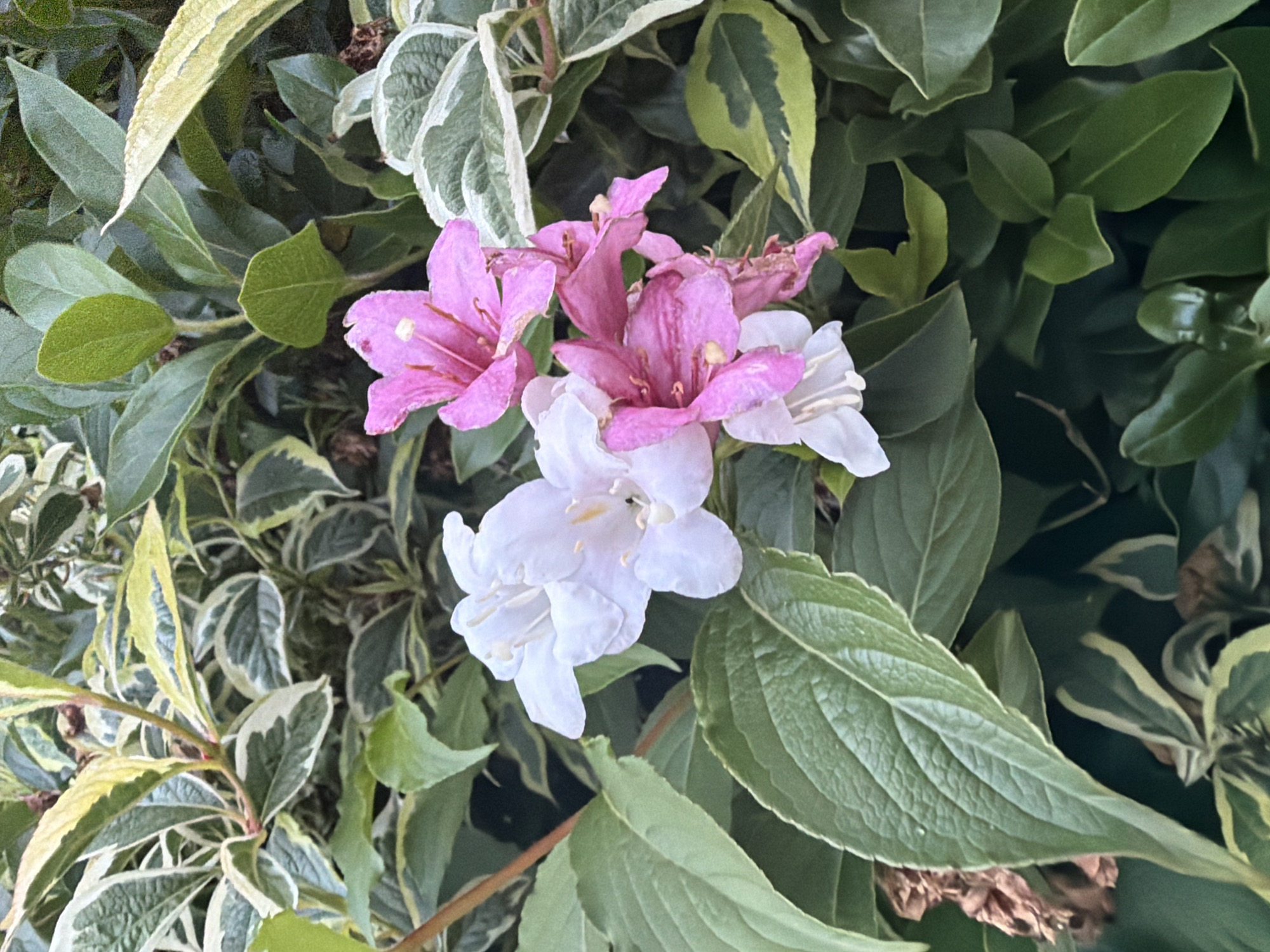 The image displays a close-up of flowering plants, predominantly featuring two distinct clusters of blossoms. One cluster comprises multiple white, trumpet-shaped flowers with five fused petals and visible pale yellow stamens. The second cluster consists of several pink to magenta, trumpet-shaped flowers, also with five petals, some exhibiting slight desiccation or browning at the petal edges.
The flowers are surrounded by a dense arrangement of foliage. This includes variegated leaves with dark green centers and irregular creamy white or pale yellow margins, consistent with a cultivated shrub variety. Additionally, numerous solid green leaves of varying sizes and textures are present, some displaying prominent venation. The background is composed entirely of obscured green foliage and shadowed areas containing brown, dried plant material. The scene is illuminated by natural, ambient light. No human presence, artificial structures, or specific environmental landmarks are discernible. The precise location within Maidstone, United Kingdom, cannot be determined from the visual information provided in the image.