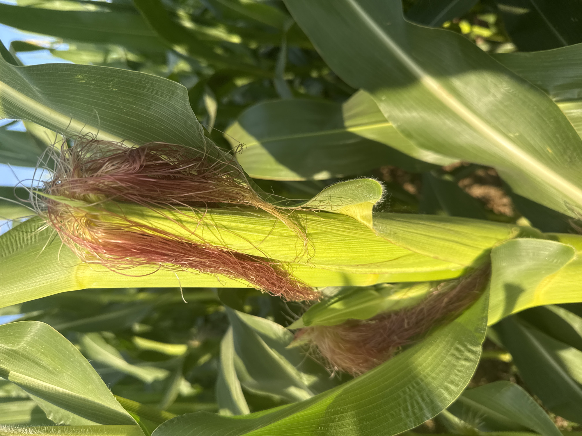The image shows a close-up view of a corn stalk with developing ears. The corn husks are bright green, and the silks are a reddish-brown color, appearing slightly fuzzy. The corn leaves are also green and have a ribbed texture. The background consists of more blurred corn stalks and leaves, suggesting the image was taken in a cornfield. The lighting indicates it is daytime, with sunlight casting shadows on the leaves. The scene is natural and appears to be in an agricultural setting. There are no people or man-made structures visible in the immediate vicinity. The image does not provide any specific information about the city of Bad Salzschlirf, Germany, or any context that would place it within that location.